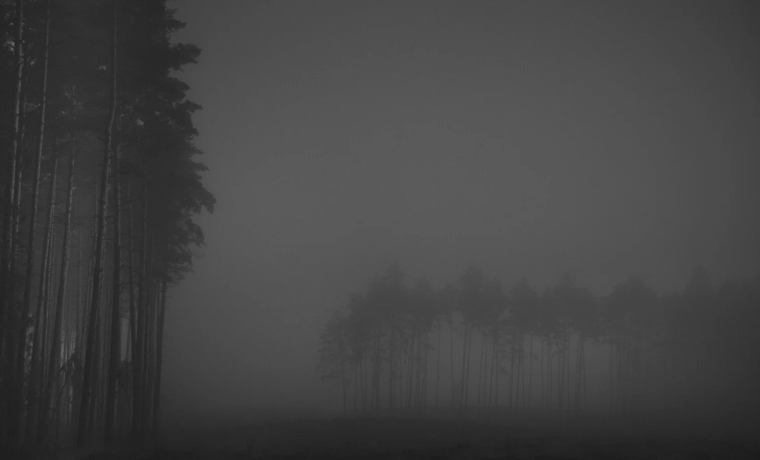 A foggy forest with tall trees and dense mist covering the landscape.