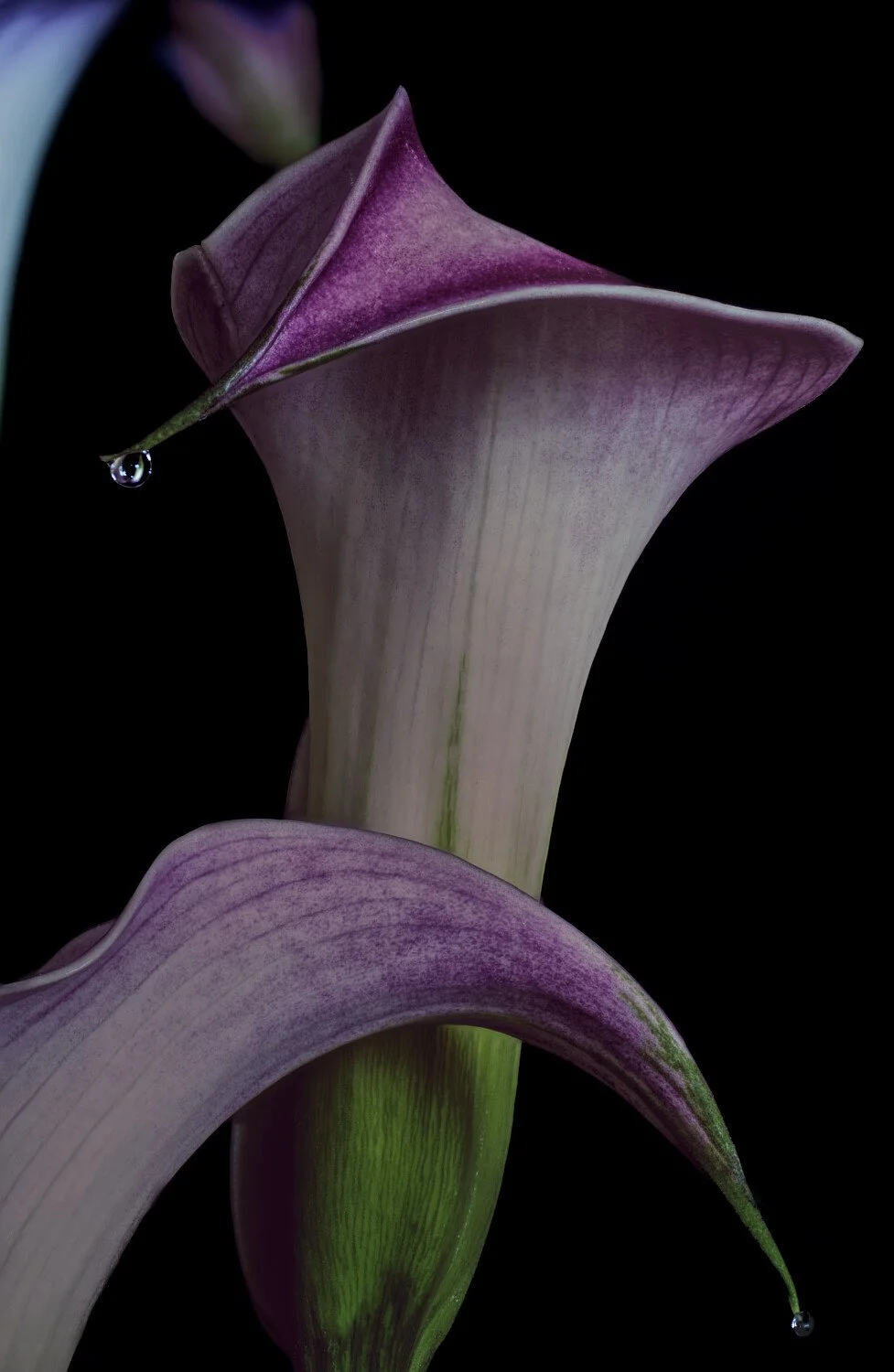 calla lily
