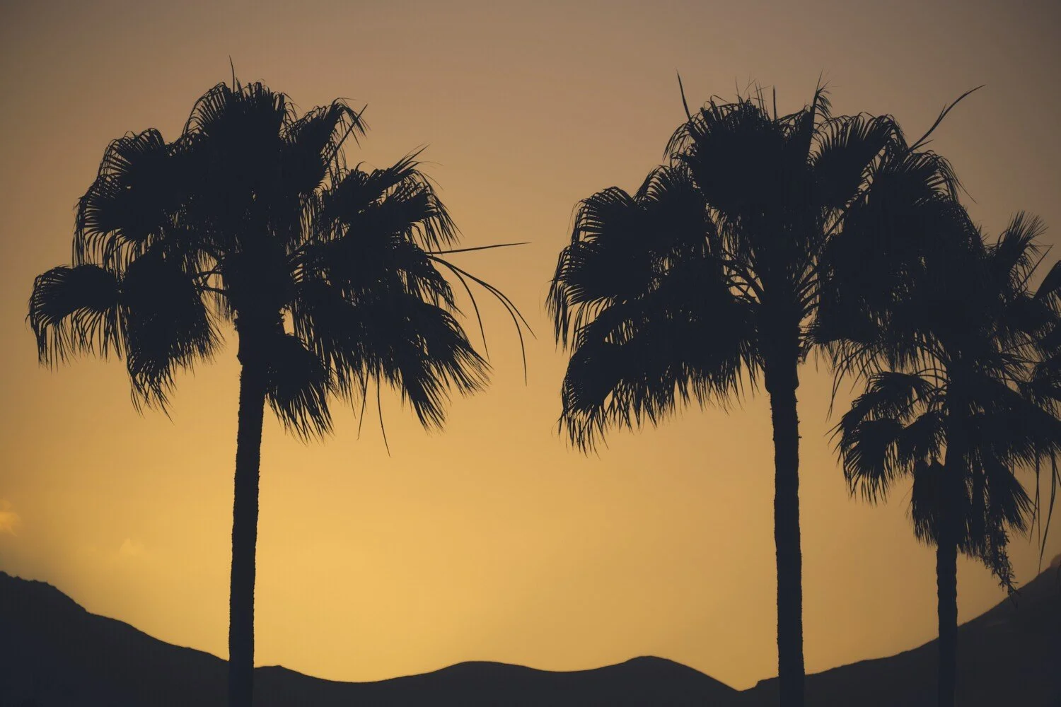 Silhouetted palm trees against a sunset sky with mountains in the background.