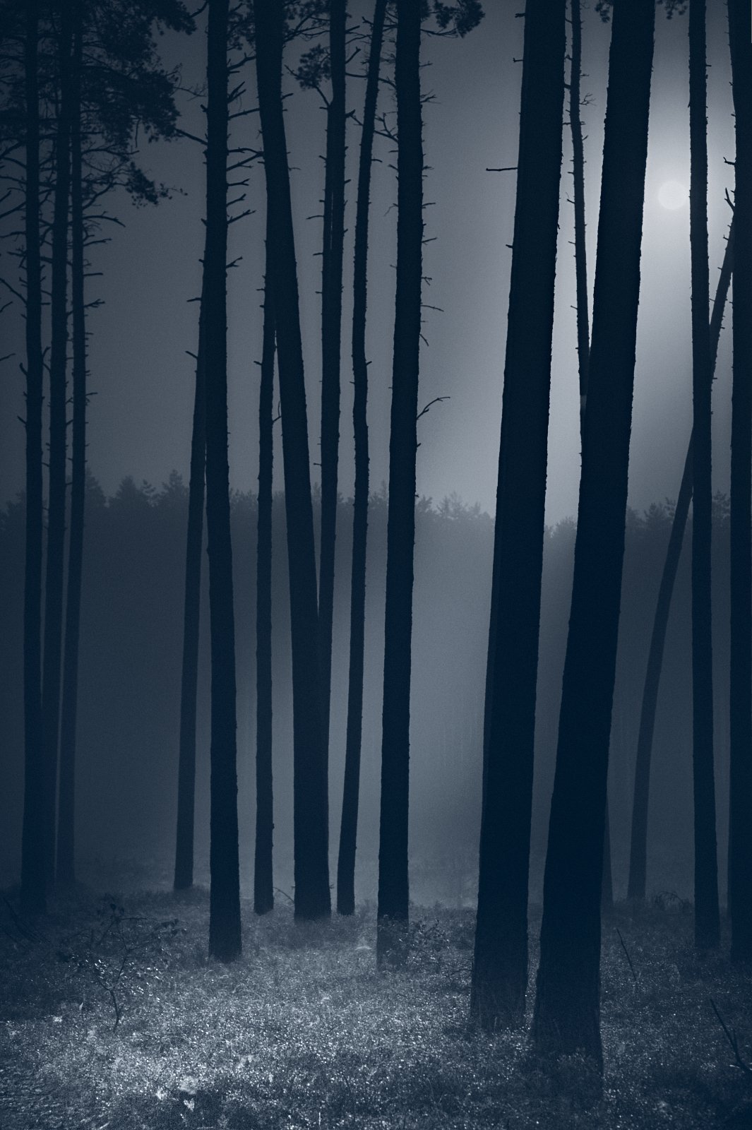 A dark, foggy forest at night with tall, thin trees silhouetted against a bright moon in the background.