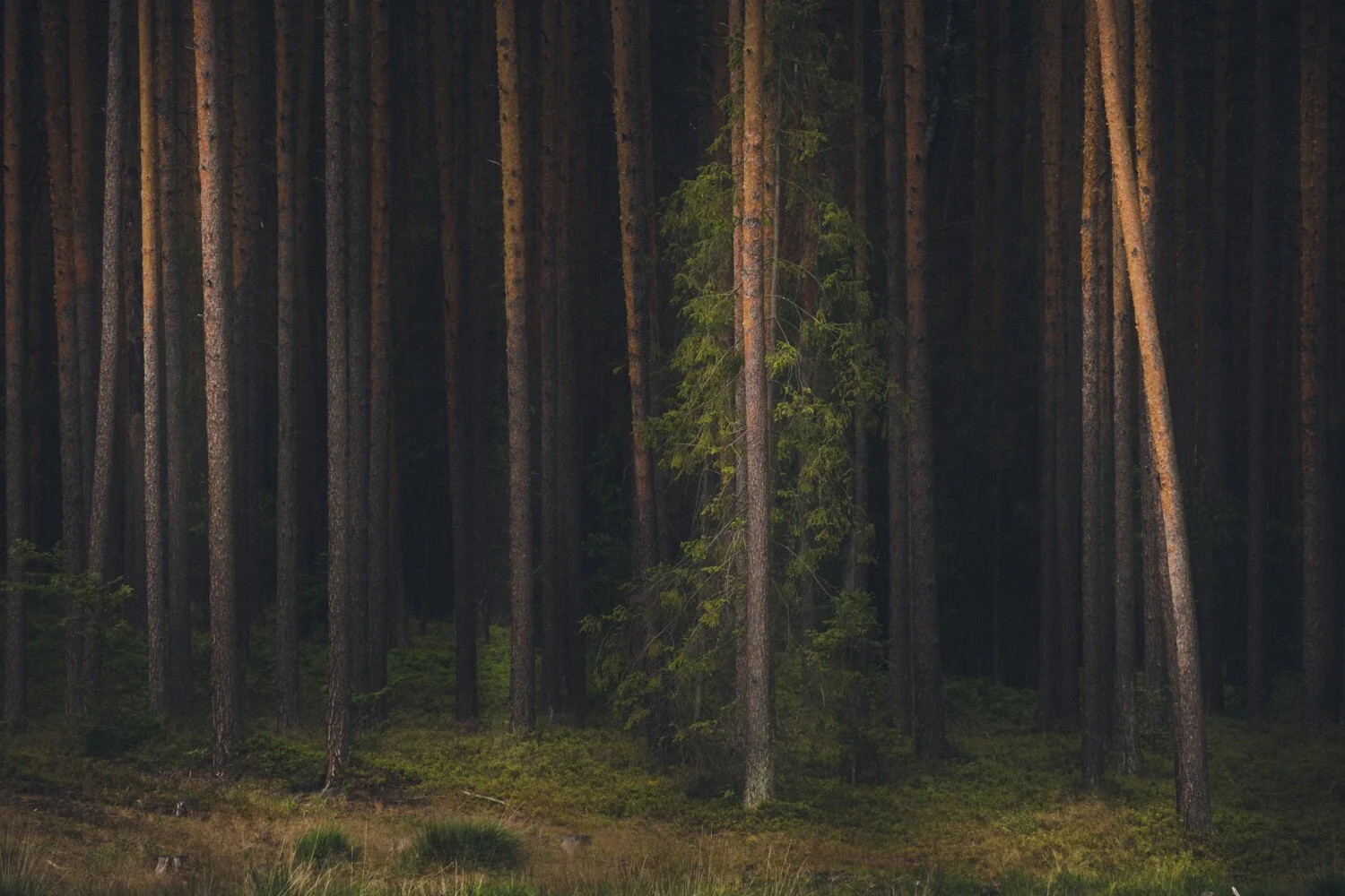 Under the Pine.jpg