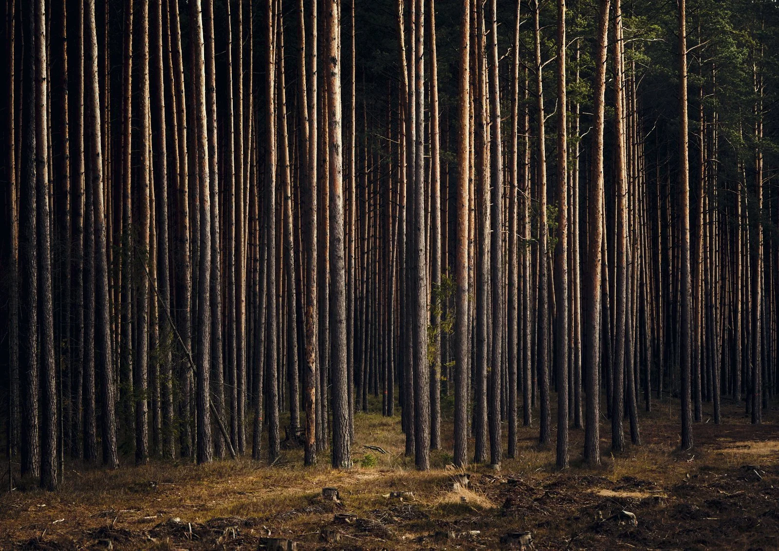 el bosque. Polska.jpg