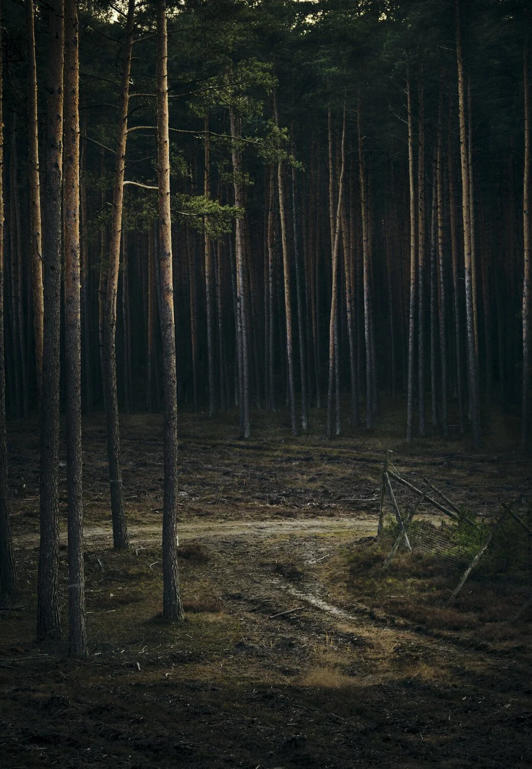 A dense forest with tall, slender trees and a dirt path leading into the woods.