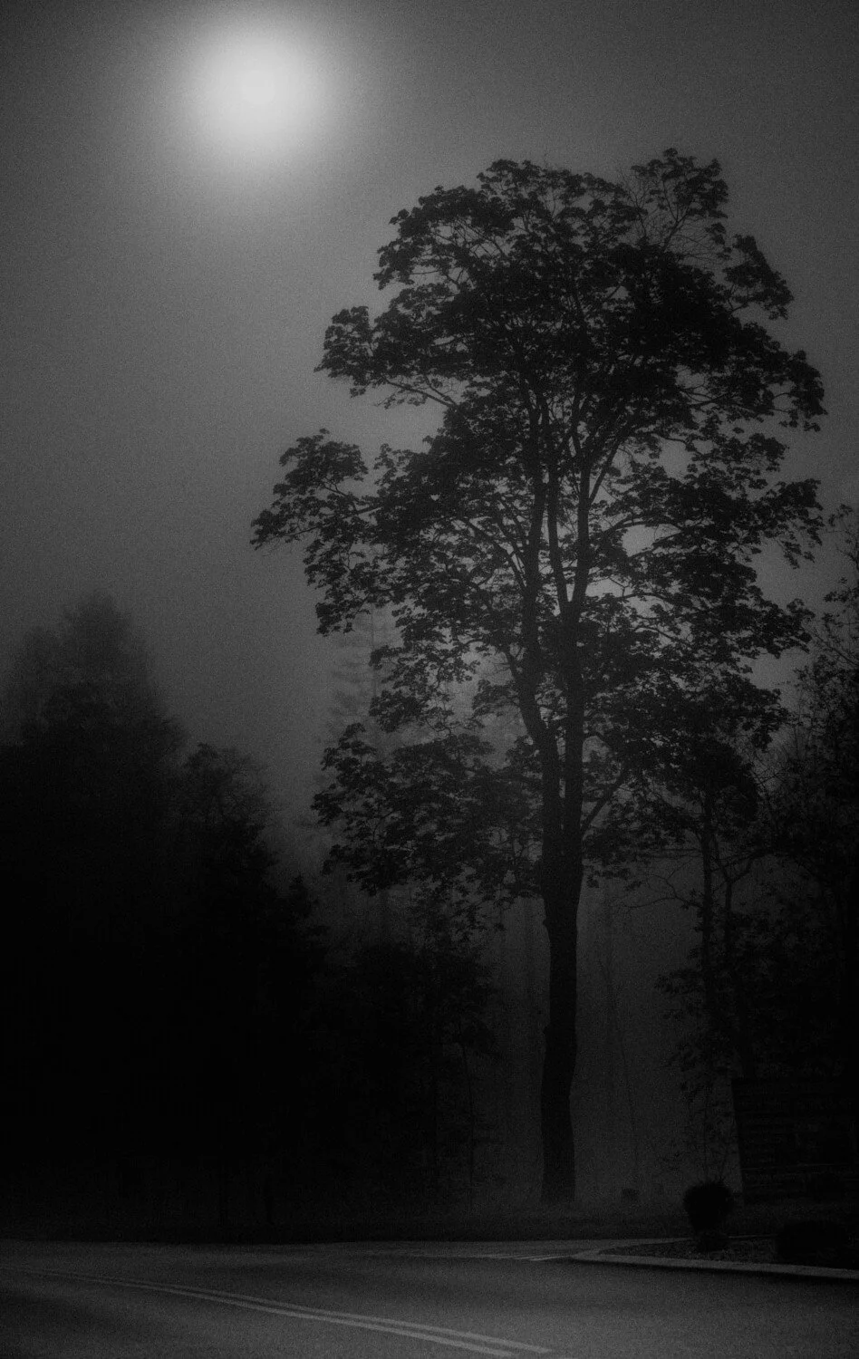 Black and white photo of a tall tree beside a deserted road with foggy background and moon in the sky.
