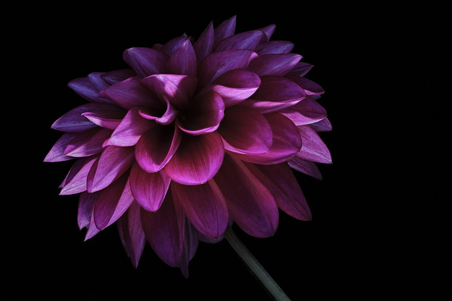 close up of purple dahlia