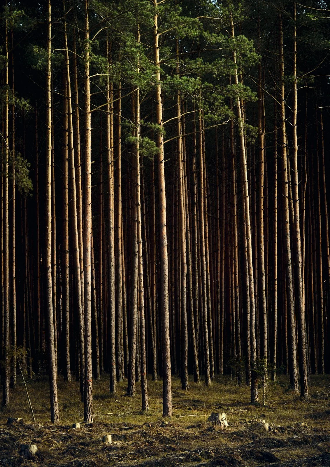 el bosque. Kalety. Poland.jpg