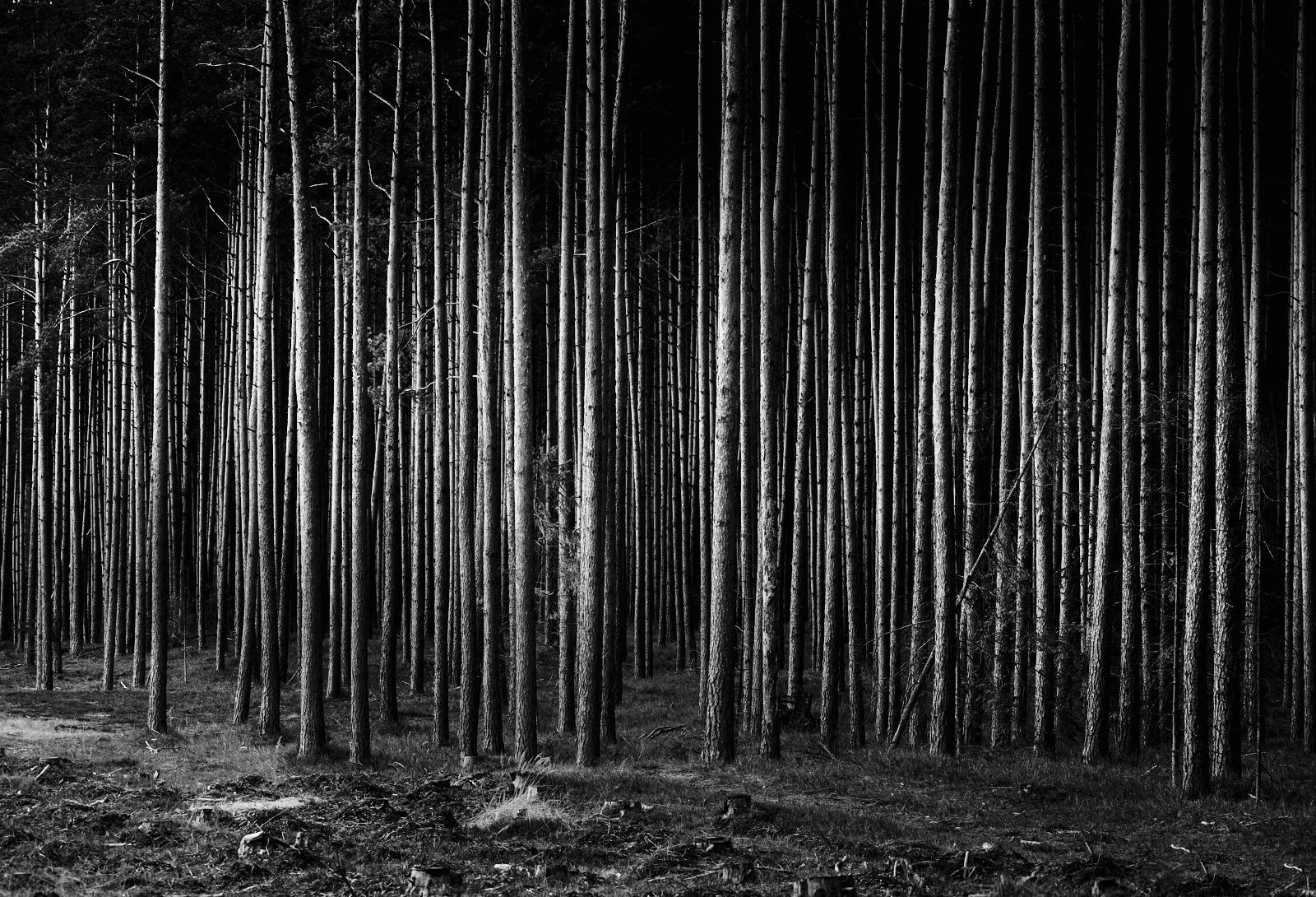 Black and white forest scene with tall, slender trees and a dark, shadowy background.