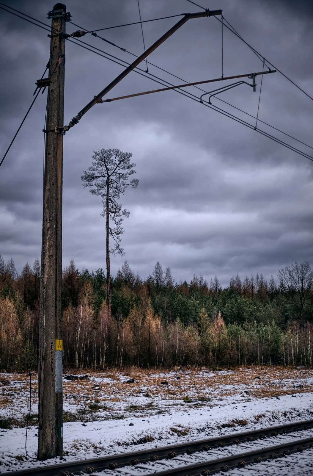 A tall, leafless tree standing near an old wooden utility pole with power lines, set against a dark, cloudy sky, with a forested area and snow-covered ground in the background.