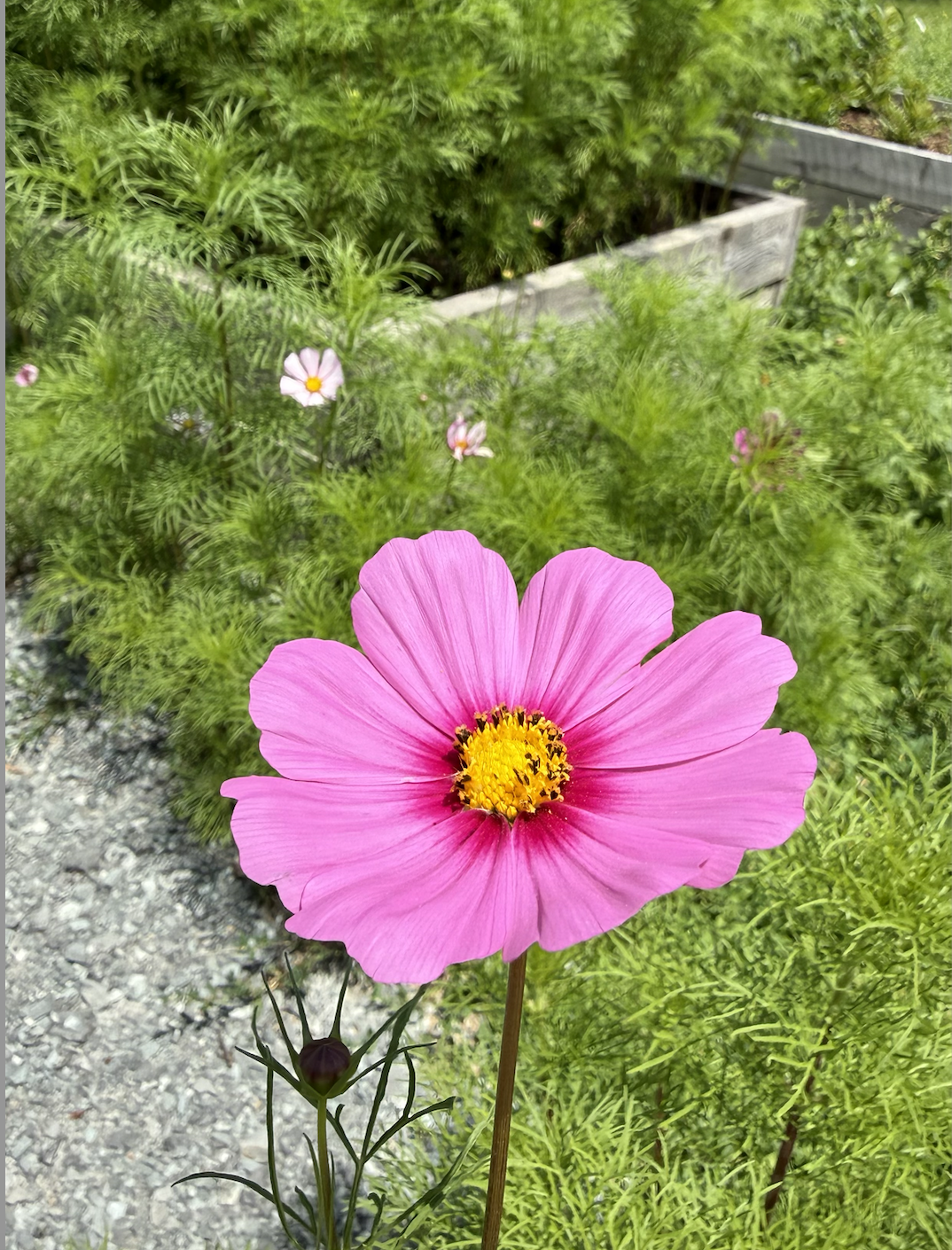 Gardens4Joy-July-5-2026-6.png