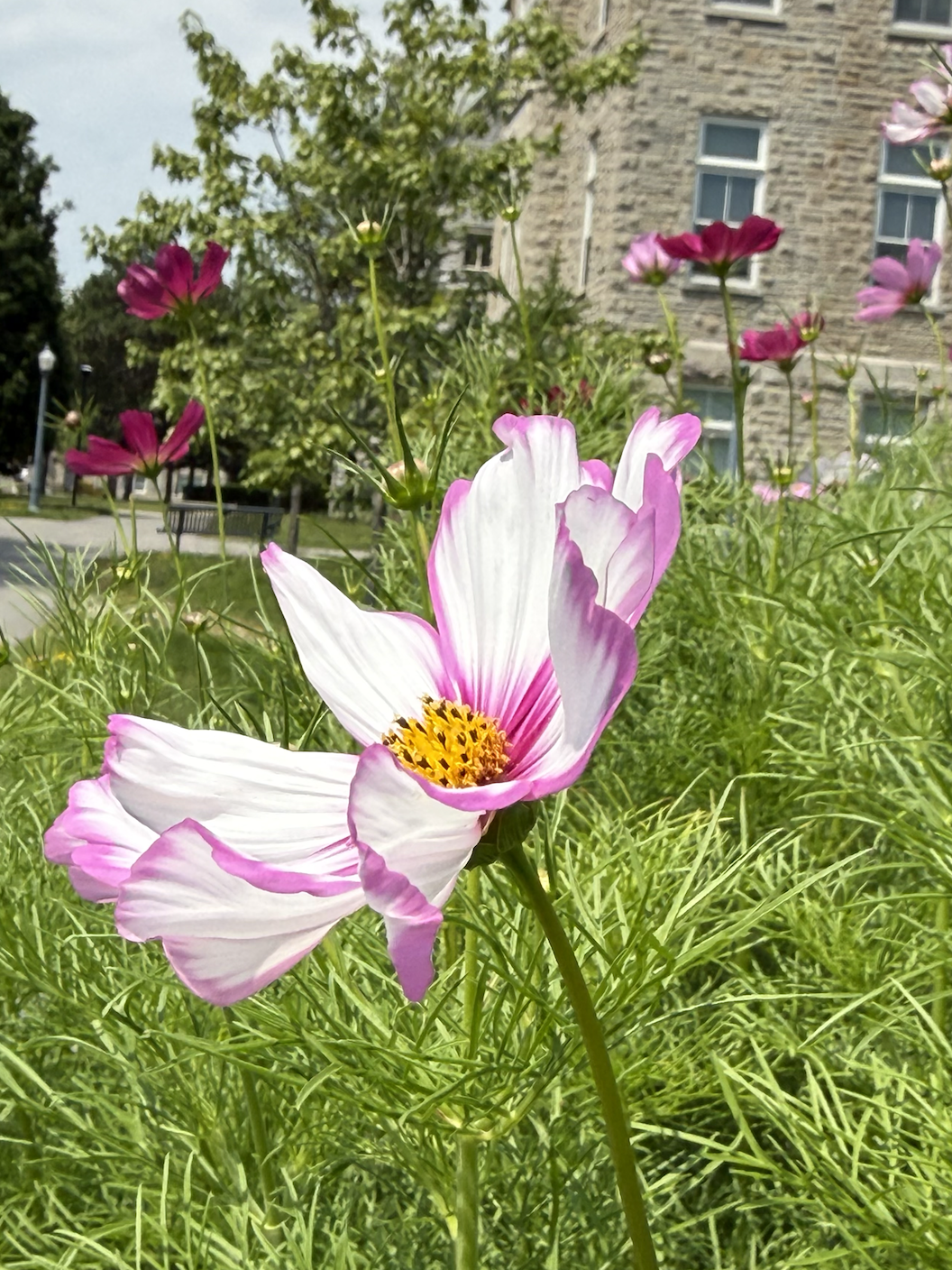 Gardens4Joy-July-9-2026-9-12.png
