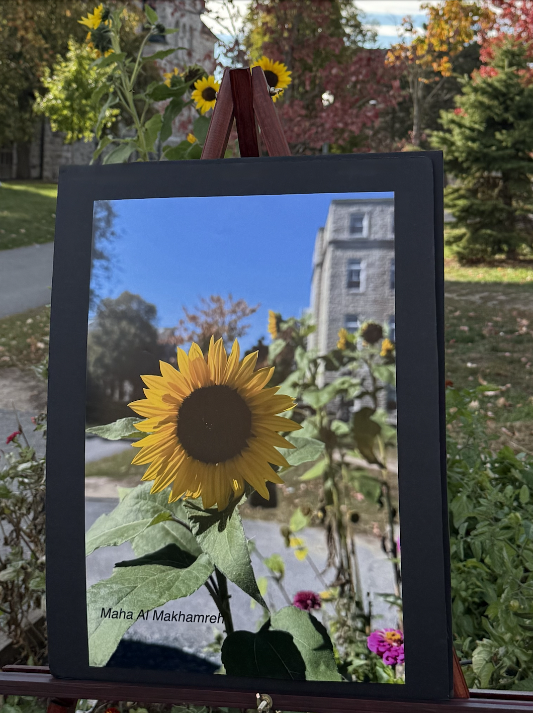 sunflower-pic-garden-2025.png