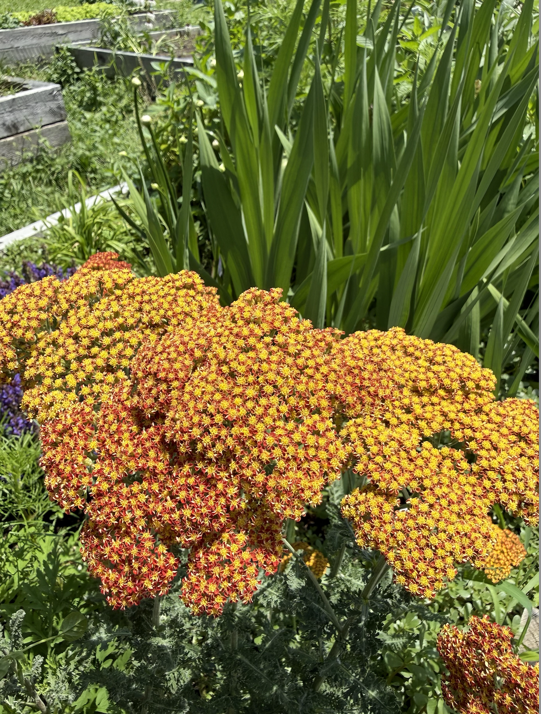 Gardens4Joy-July-5-2026-8.png