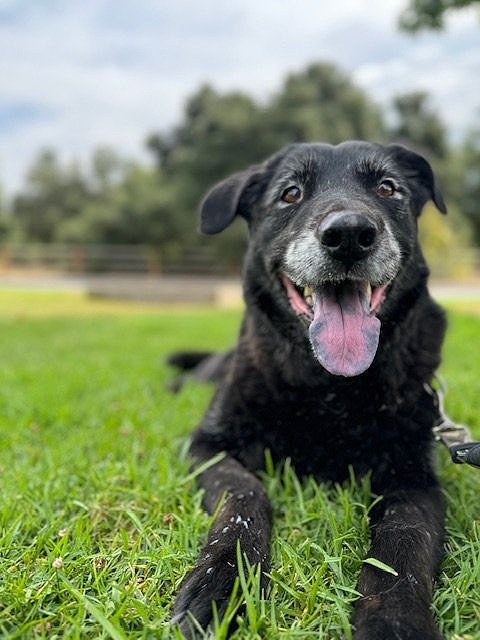 Happy black lab lying on green grass at a park with trees in the background.