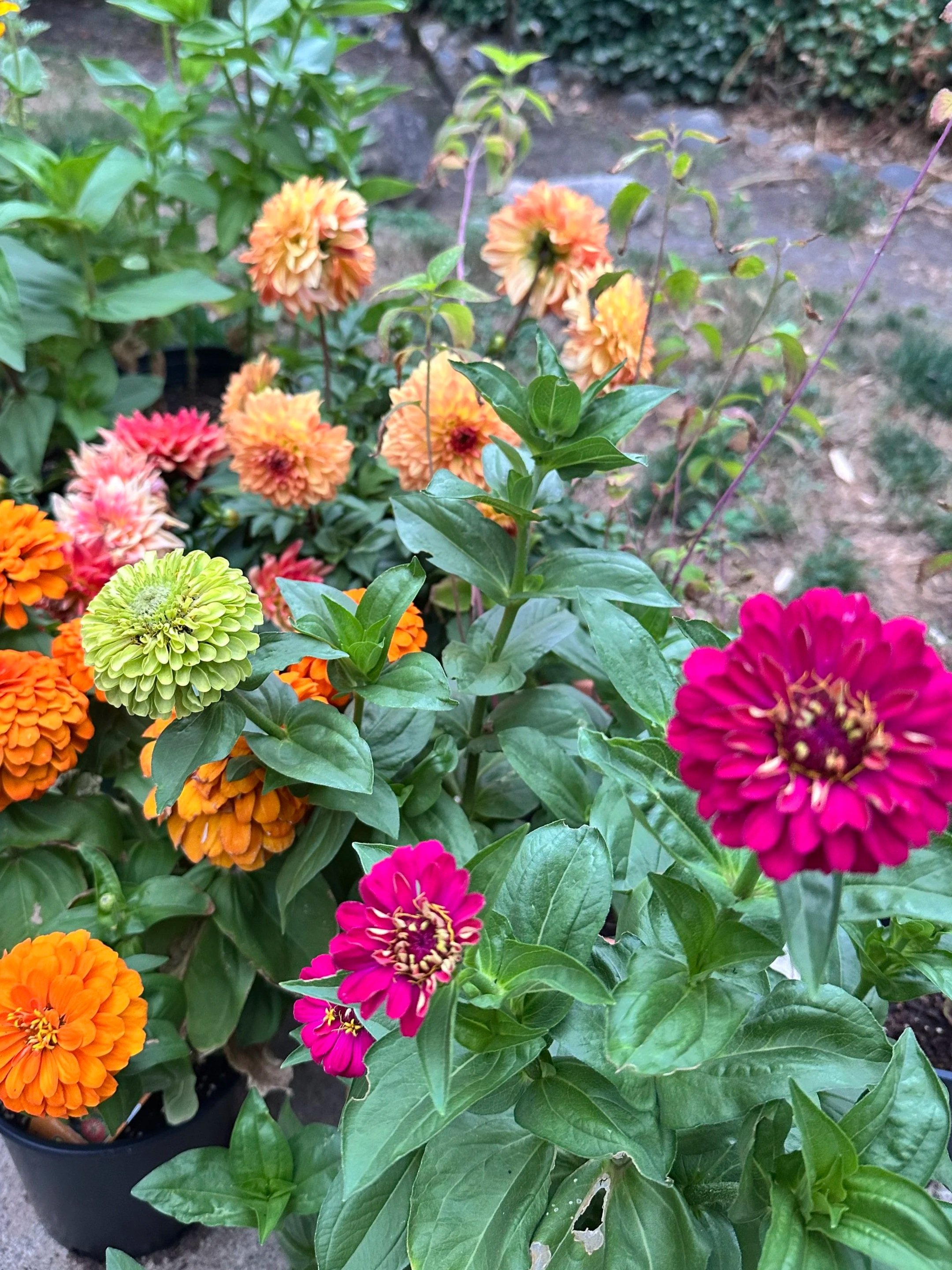 semillas de esperanza | seeds of hope