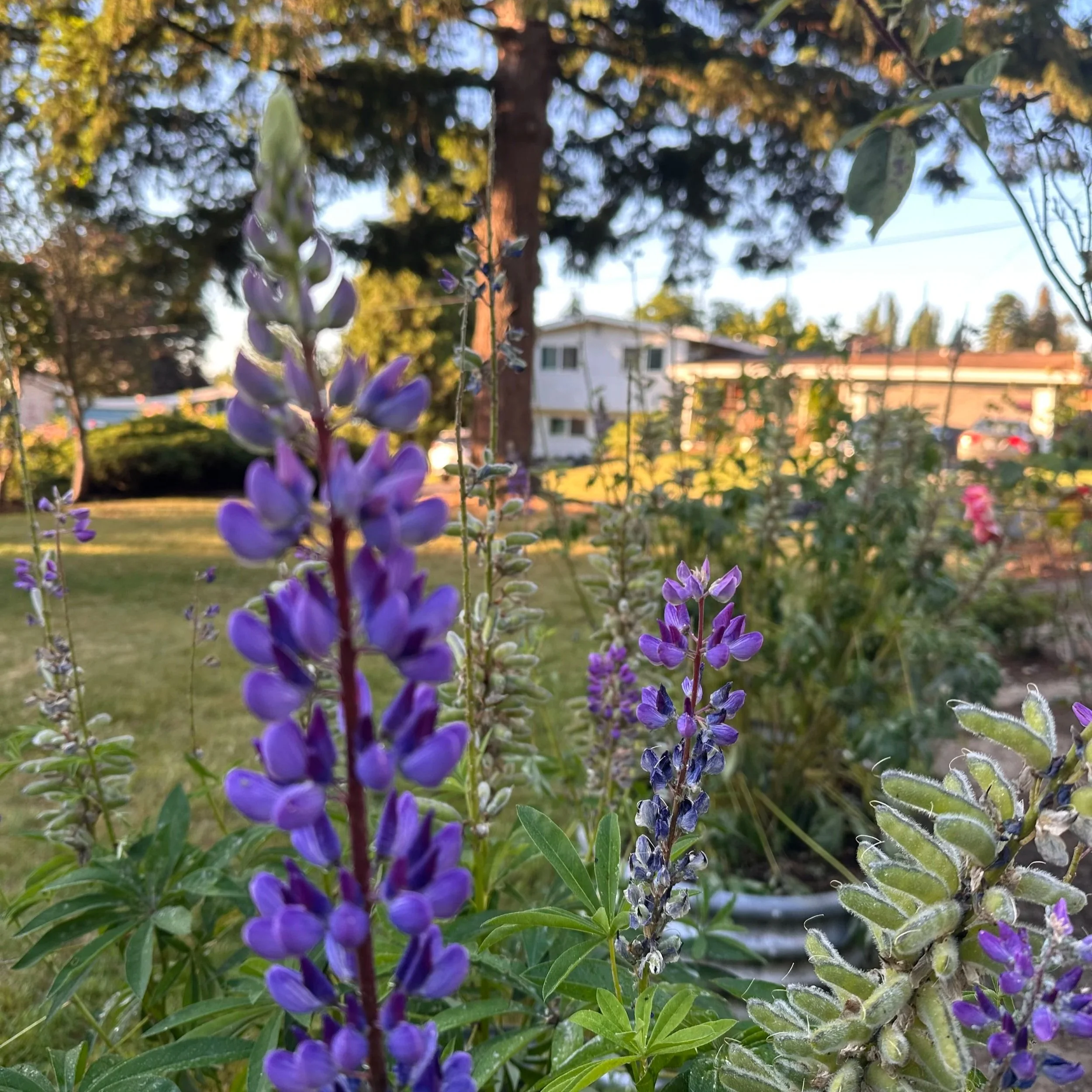 as spring turned to summer