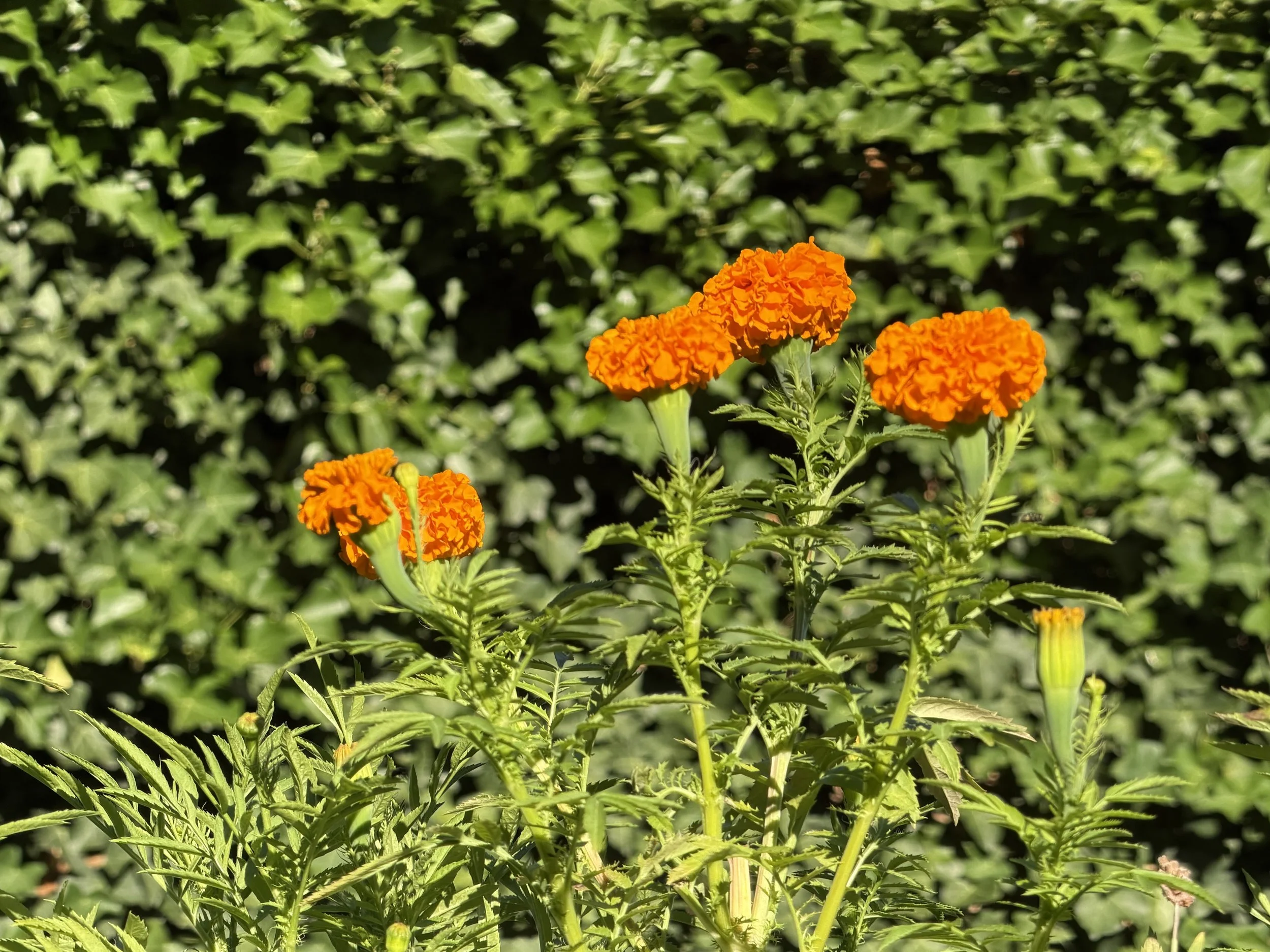 waiting for marigolds to bloom