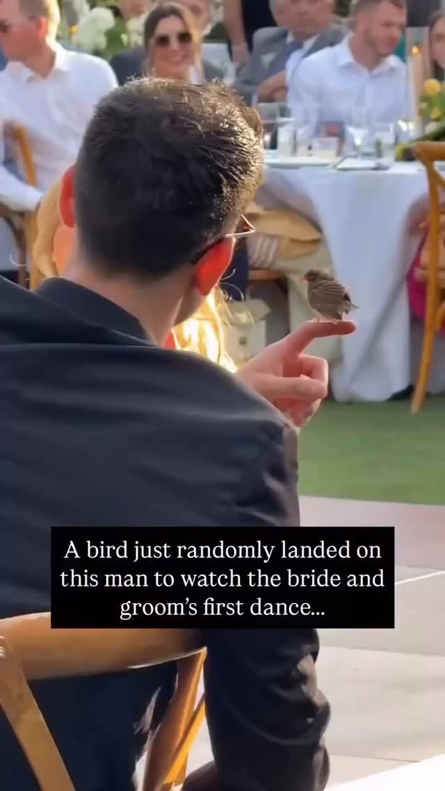This little bird watched the bride and grooms entire first dance and even waited to be held by the bride afterwards. To the bride and groom, the bird represented either the bride’s deceased grandmother or grandfather “coming from heaven t