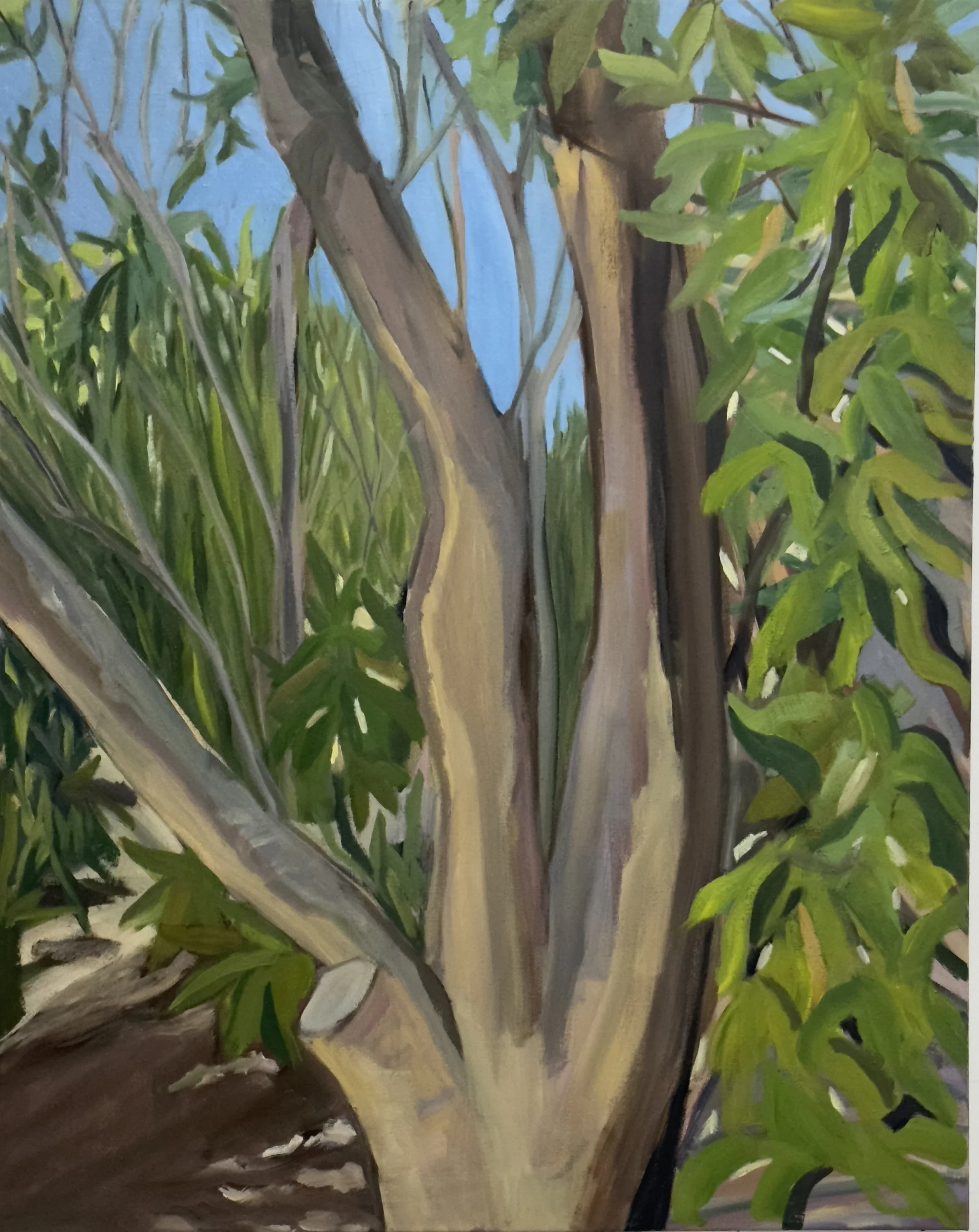 "ARBOL (1)". OIL ON CANVAS, 20" X 24".