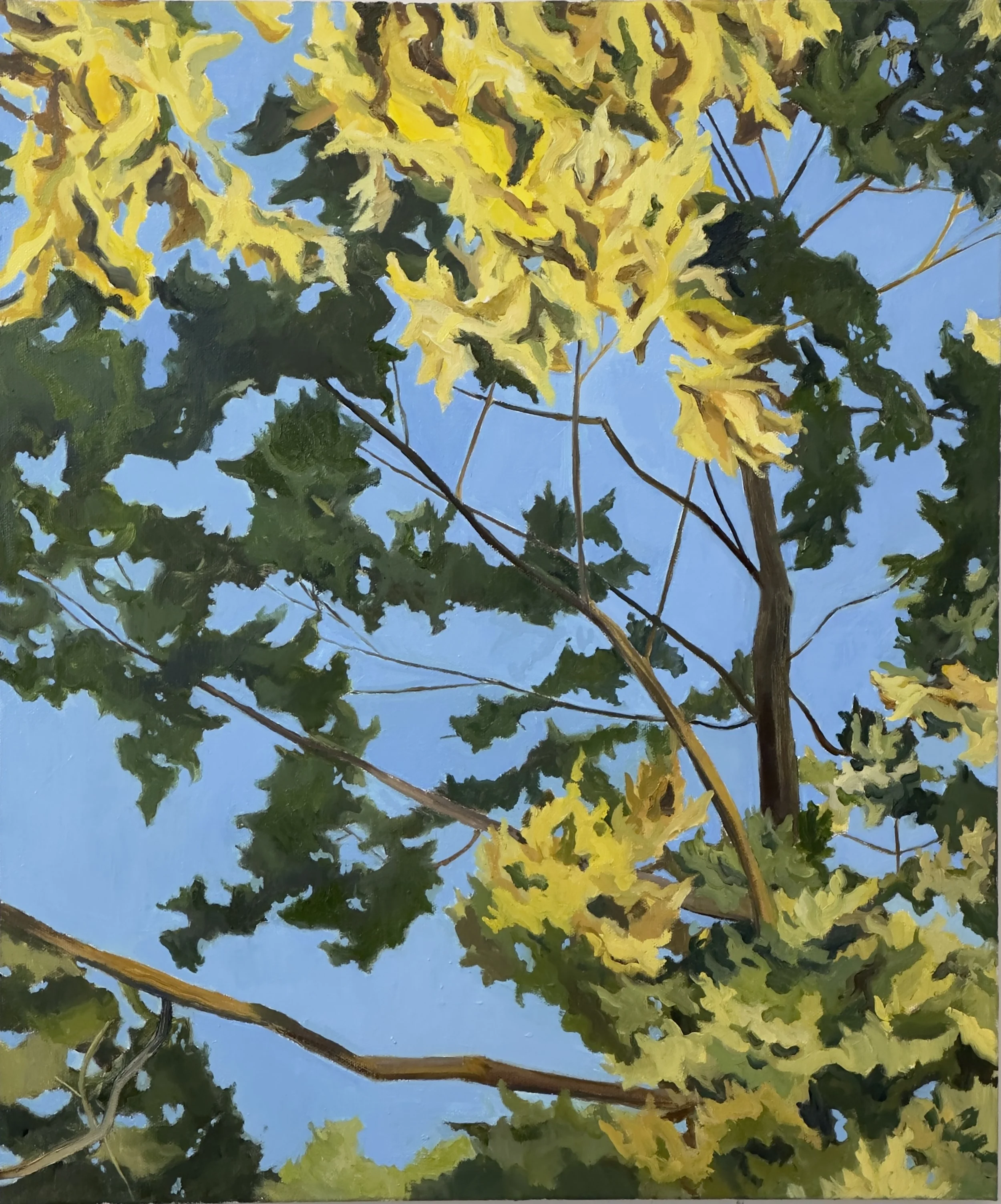 TREE, OIL ON CANVAS, 24" X 30"