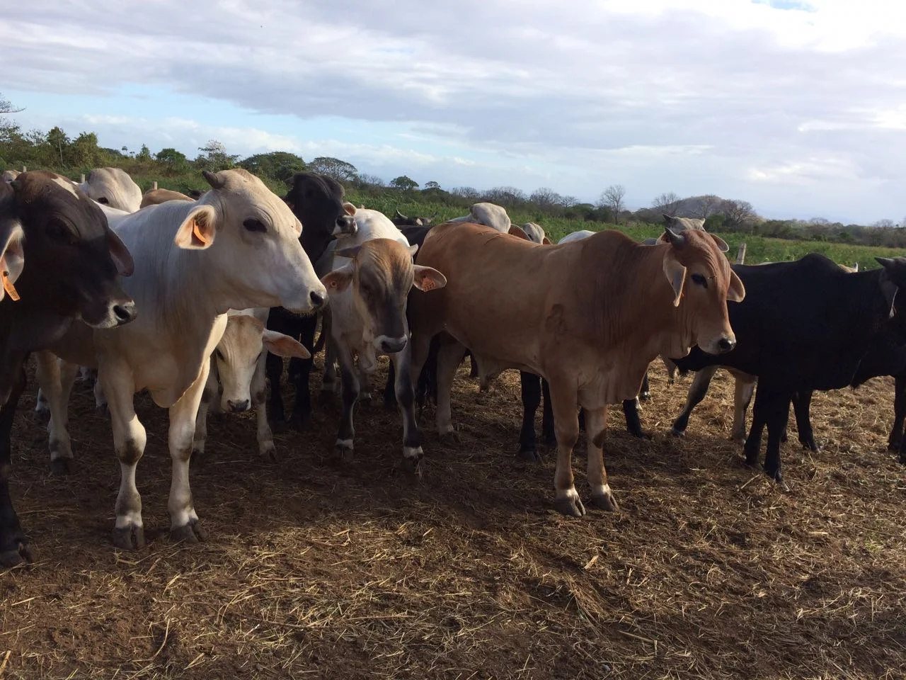 sustainable-cattle-farming-practices (2).jpg