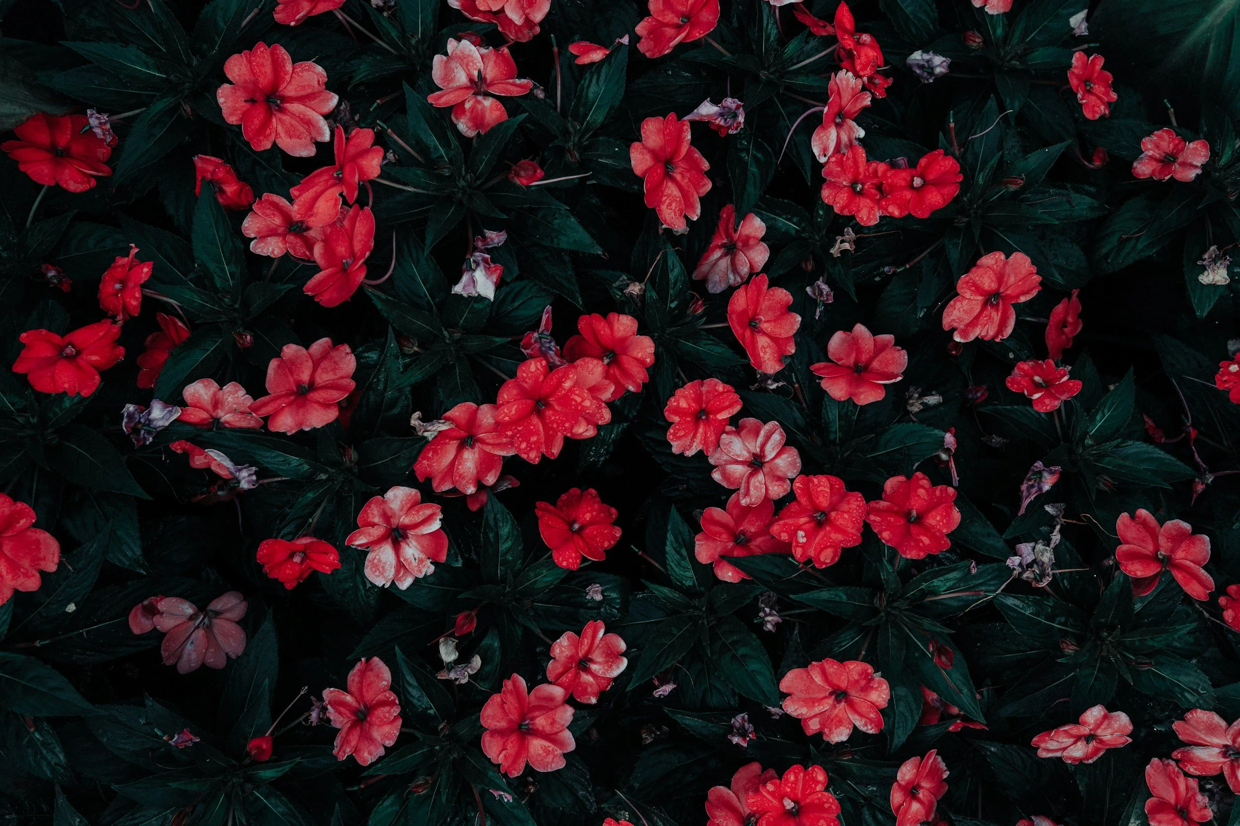 unsplash-image-uVeGEPyyq6Q.jpg