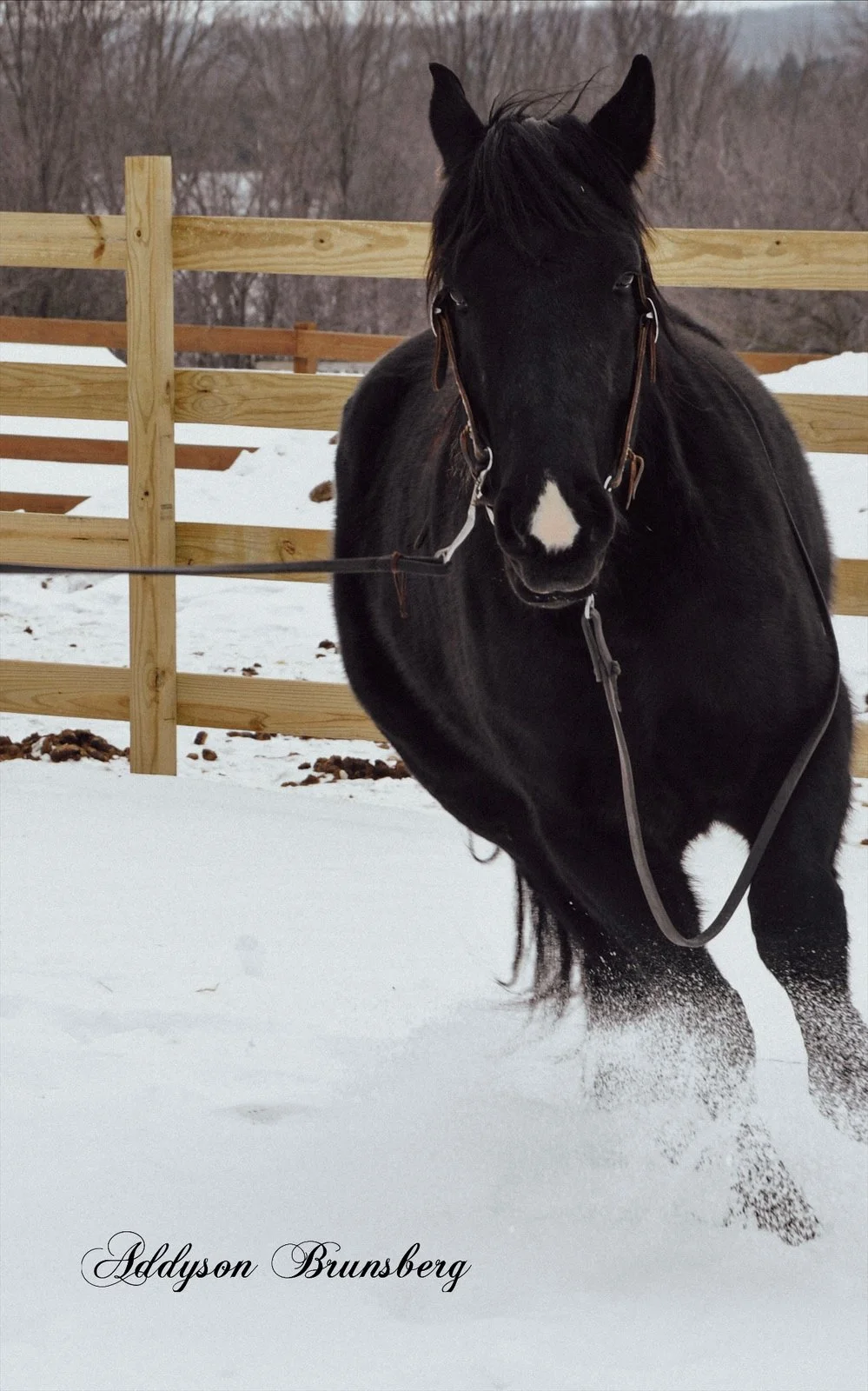 Premium DJ Northh, wearing a white t-shirt with a printed graphic, standing outdoors at a daytime event, with a sophisticated DJ setup and lighting equipment behind him, surrounded by green trees.