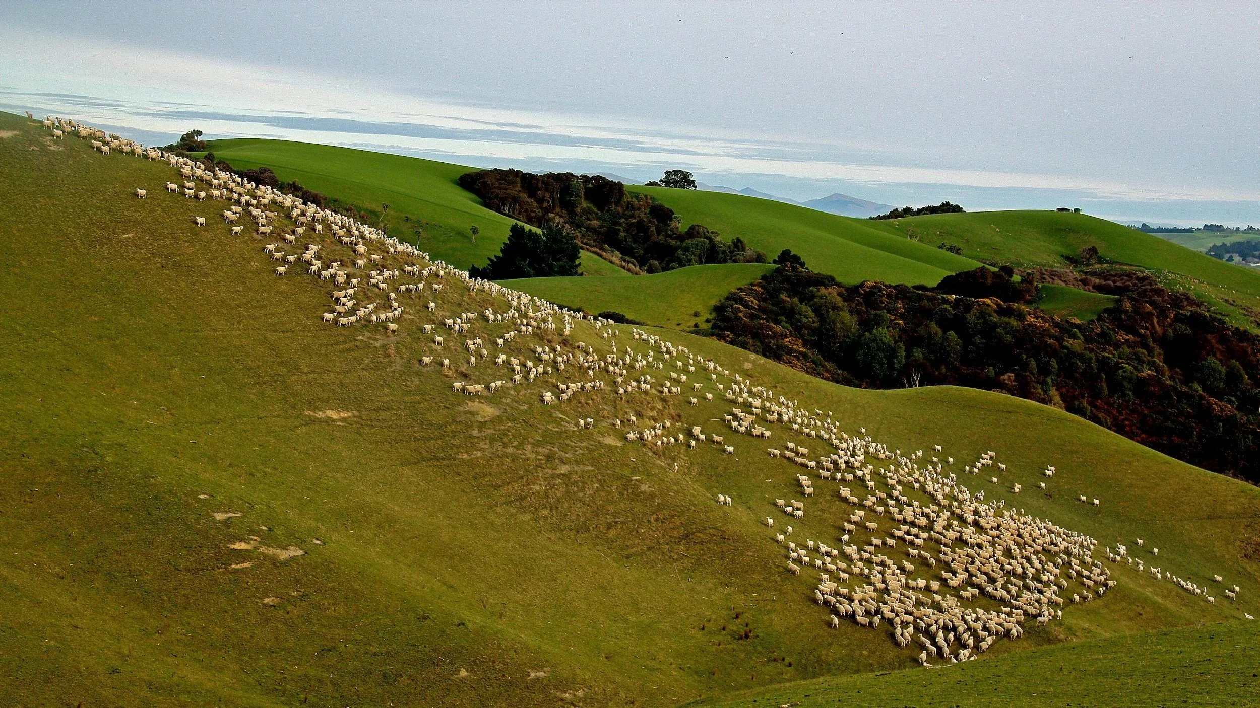 sheep pasture