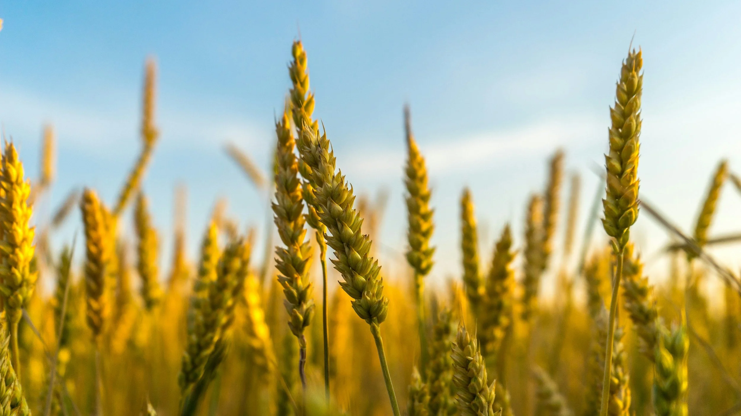 wheat