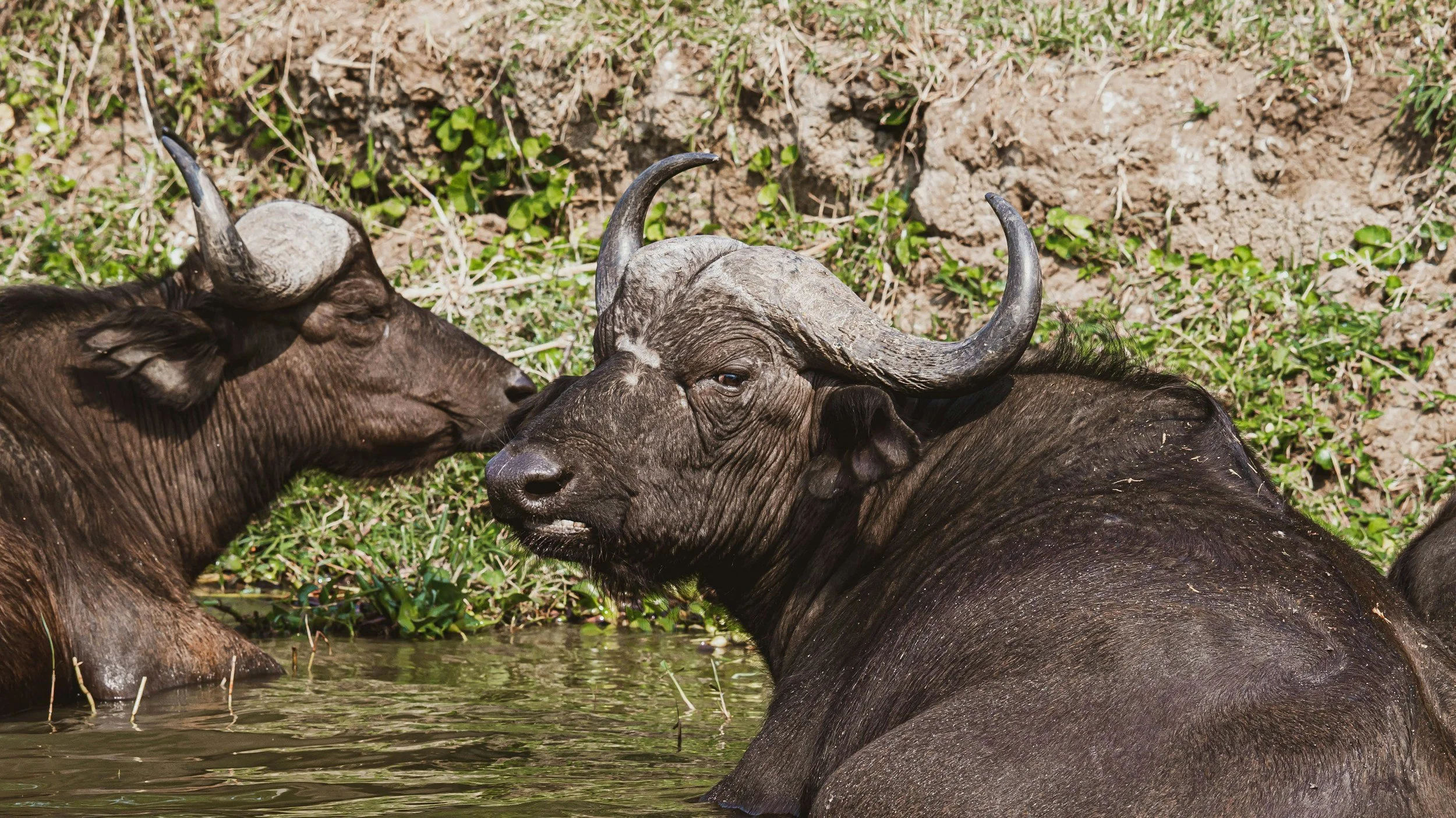 water buffalo