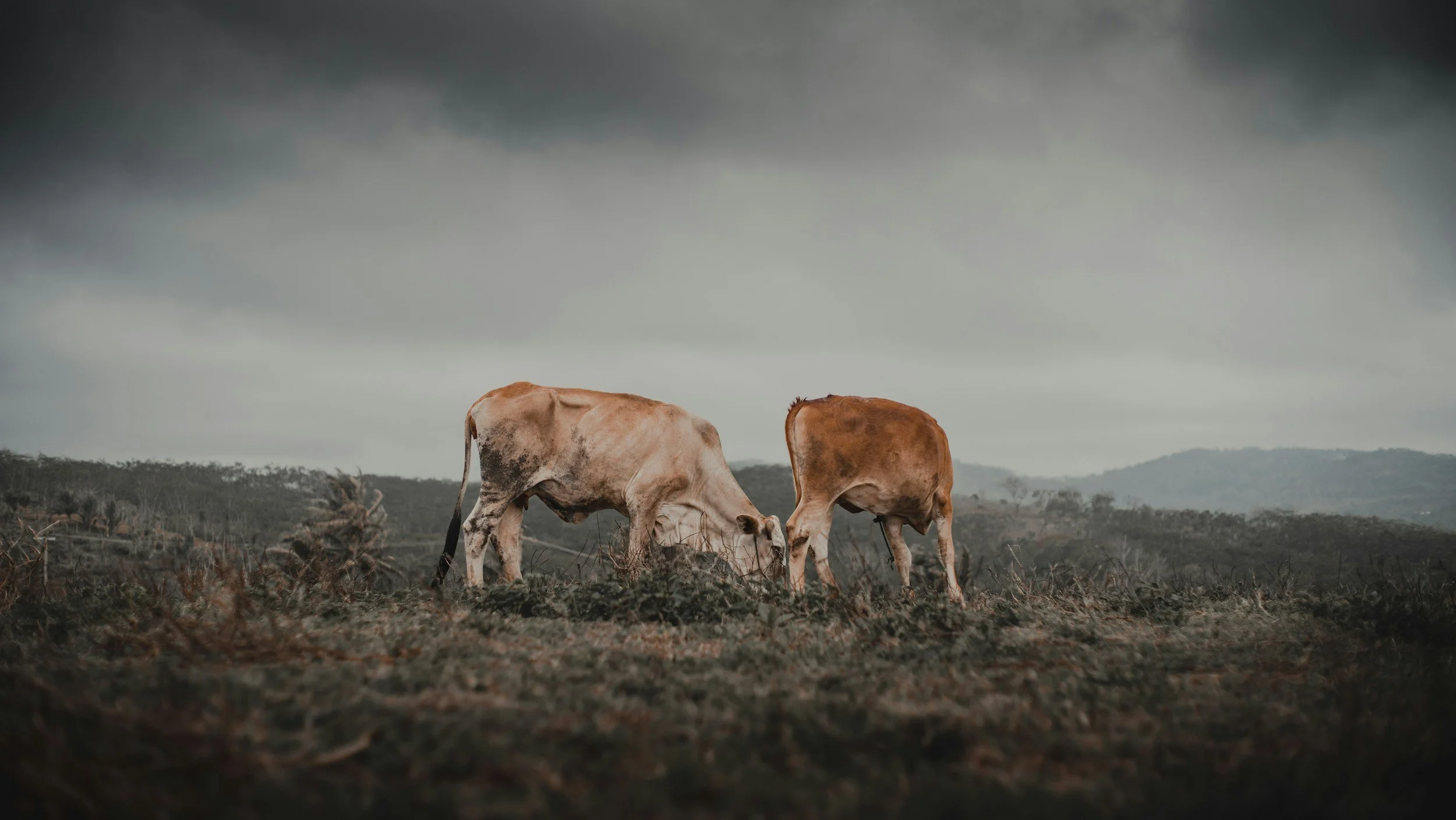 starving cows
