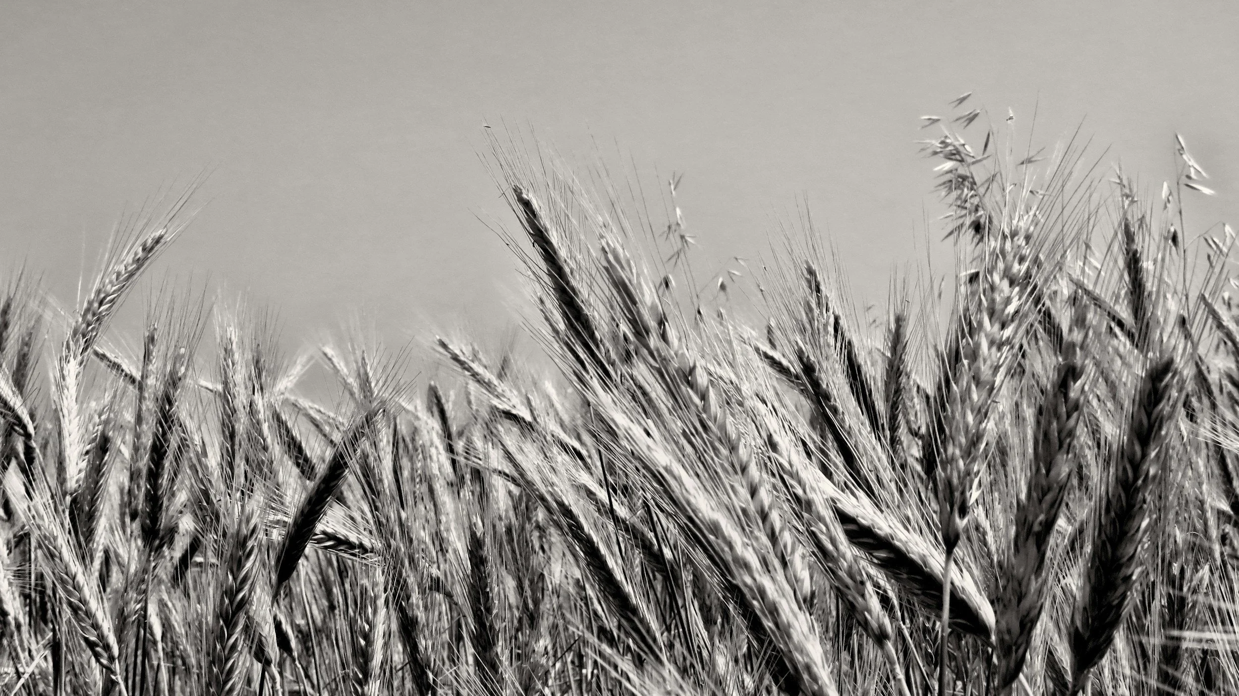 reaping