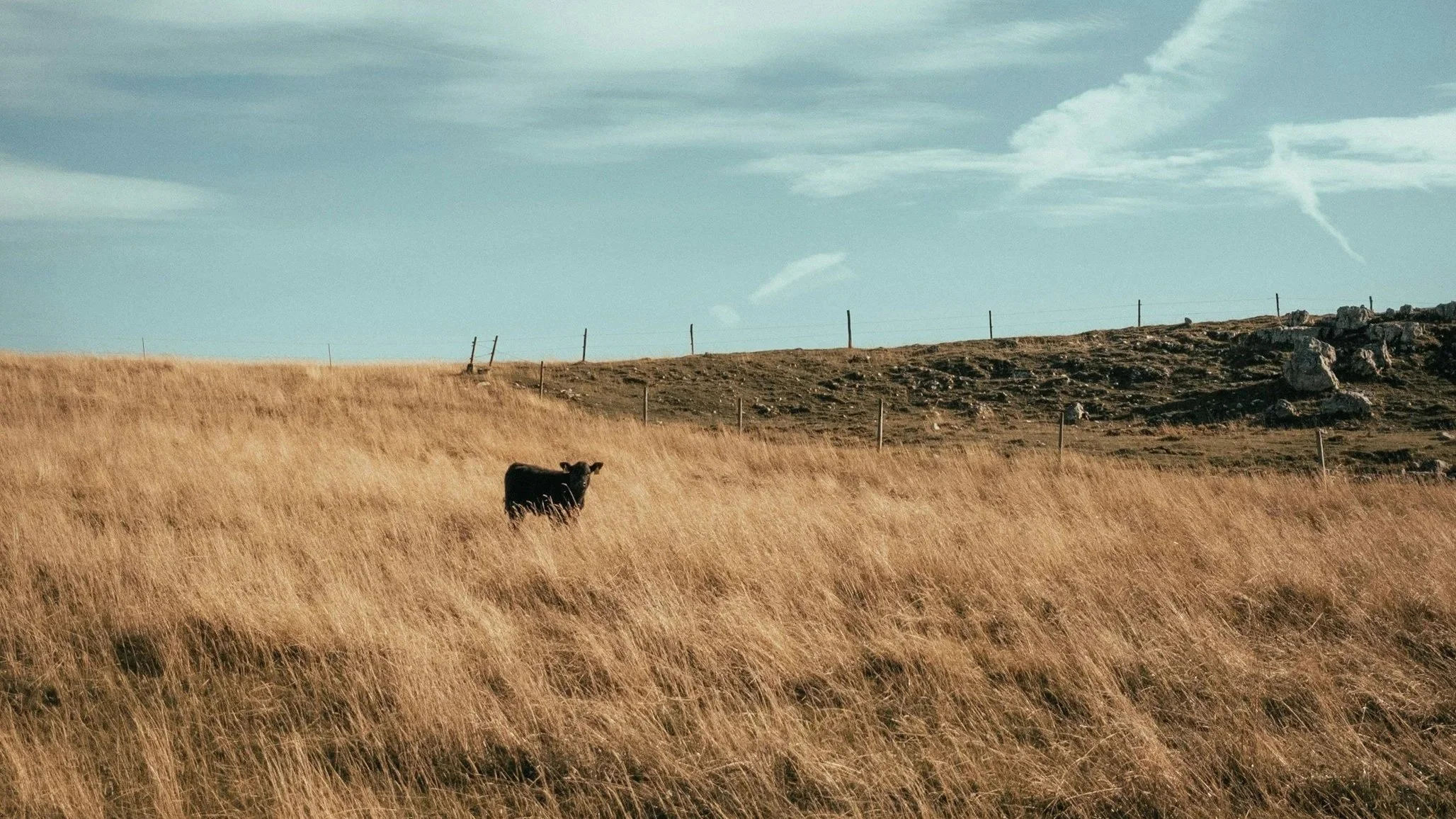 lone cow