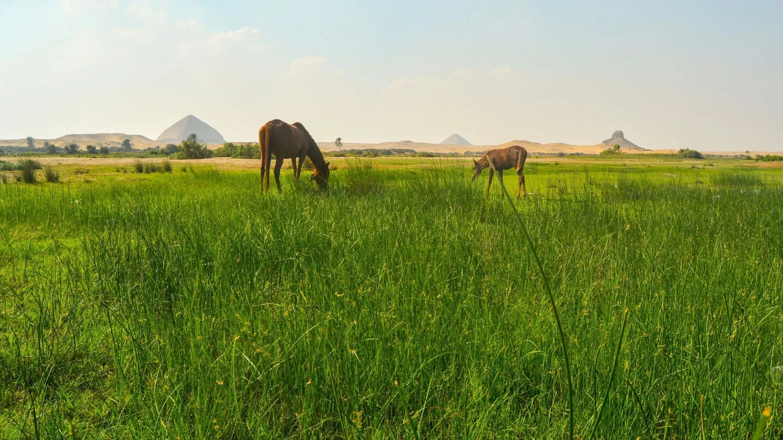 egypt pasture