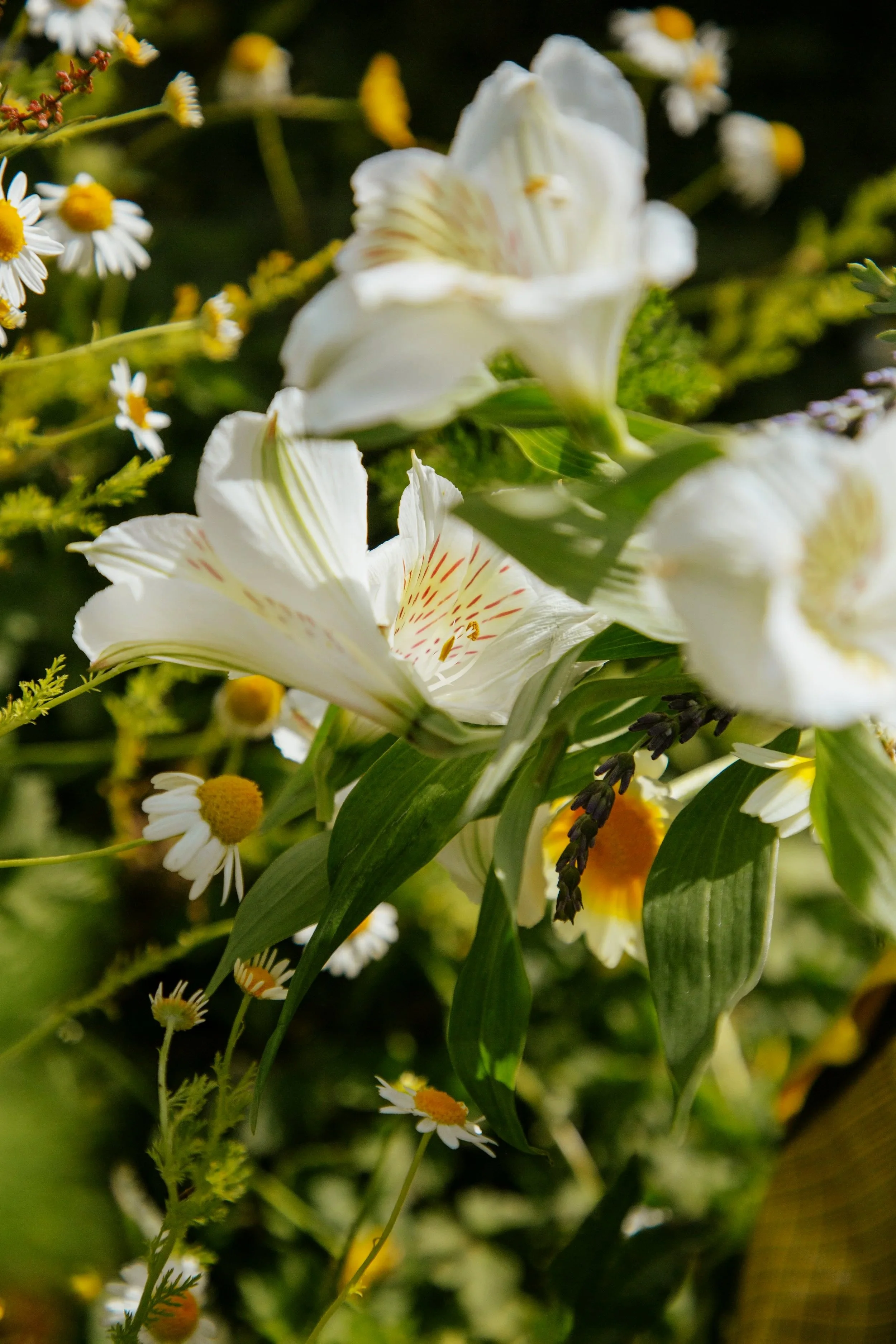 Close-up of white flowers with yellow and red accents, surrounded by green leaves and small white daisies with yellow centers.
