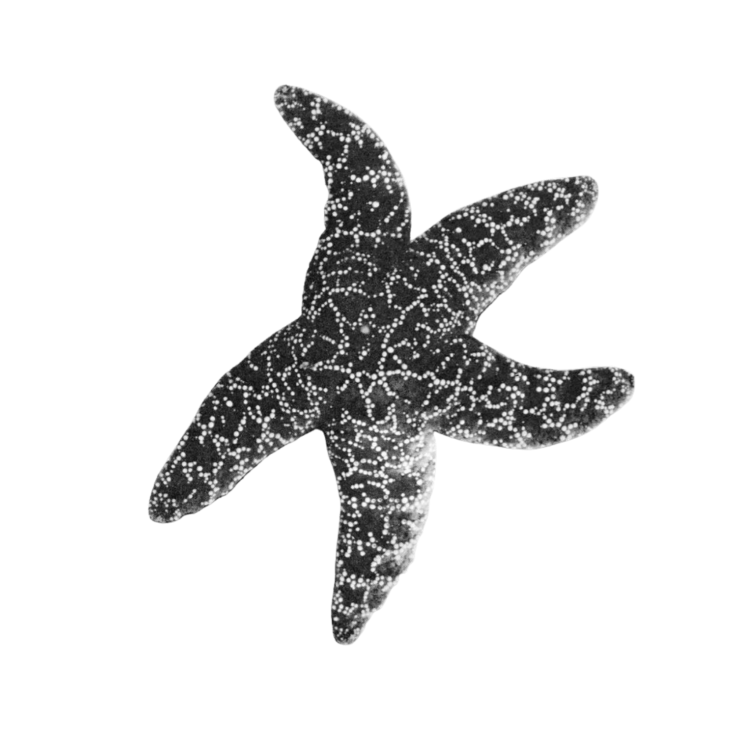 A starfish with black and white dotted patterns on its surface, positioned against a gray background.