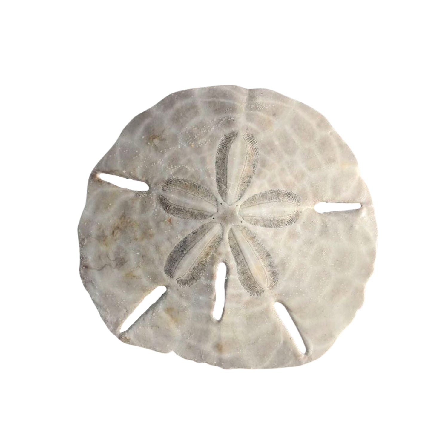 A circular white sea shell with a star-shaped opening pattern and holes, isolated on a black background.