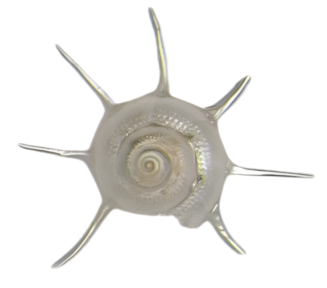 A close-up view of a decorative seashell with a spiral pattern and multiple pointed spikes around it, isolated on a transparent background.