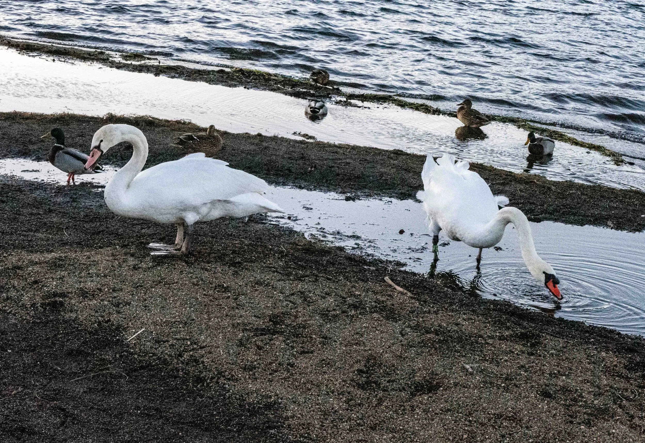 Mount Fuji  9 V-Lux 5.jpg