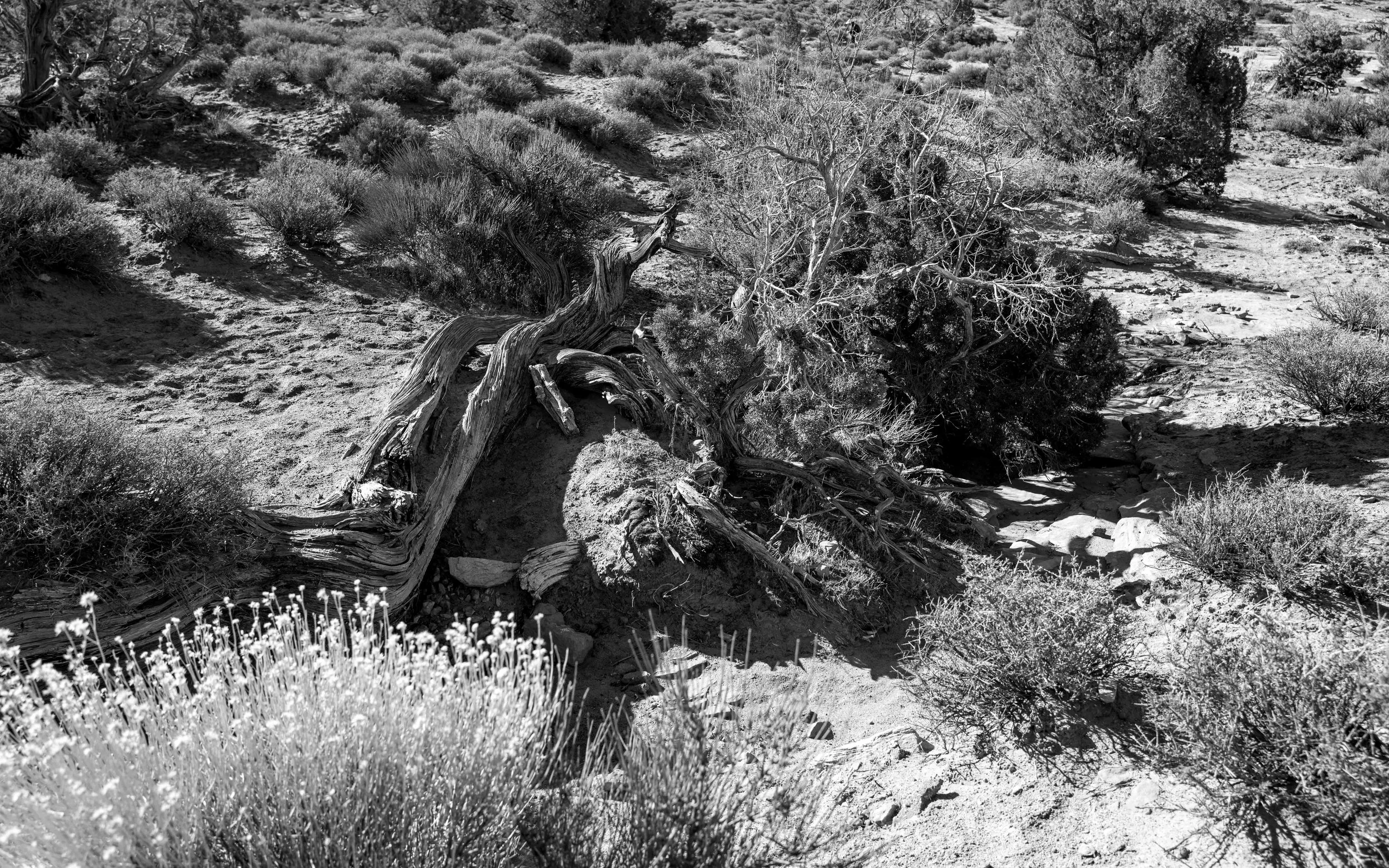 Arches park 18 Q2M.jpg