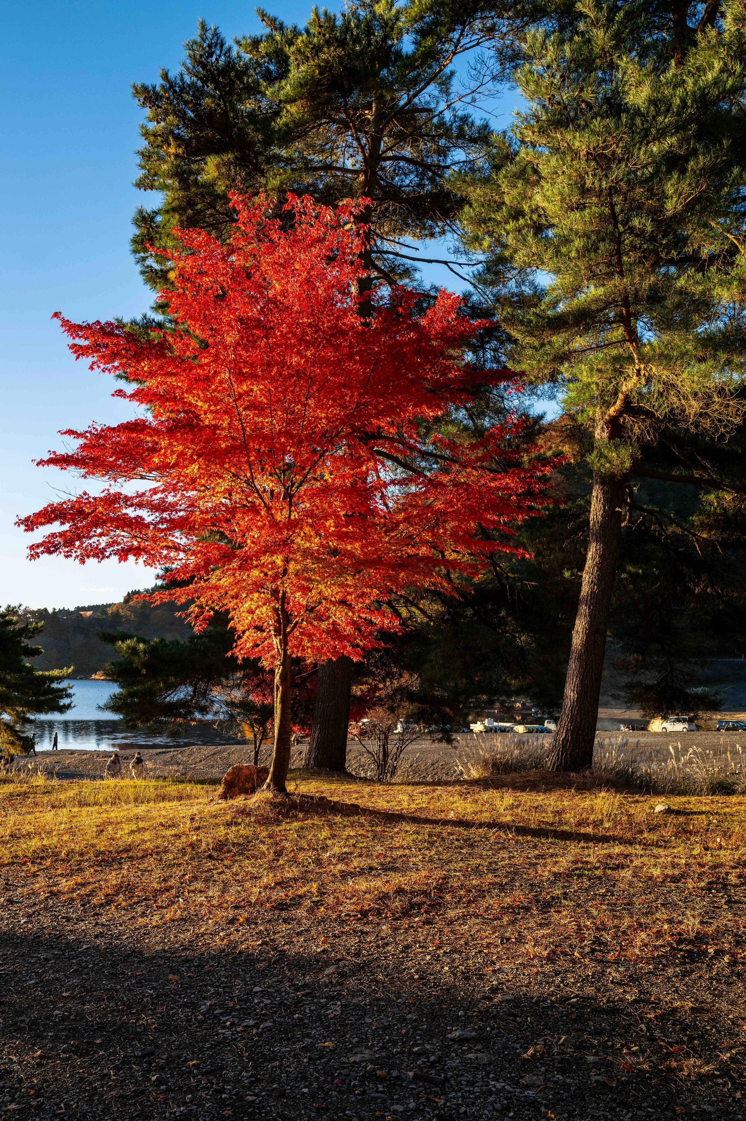 Fuji sunrise 19 Q2.jpg