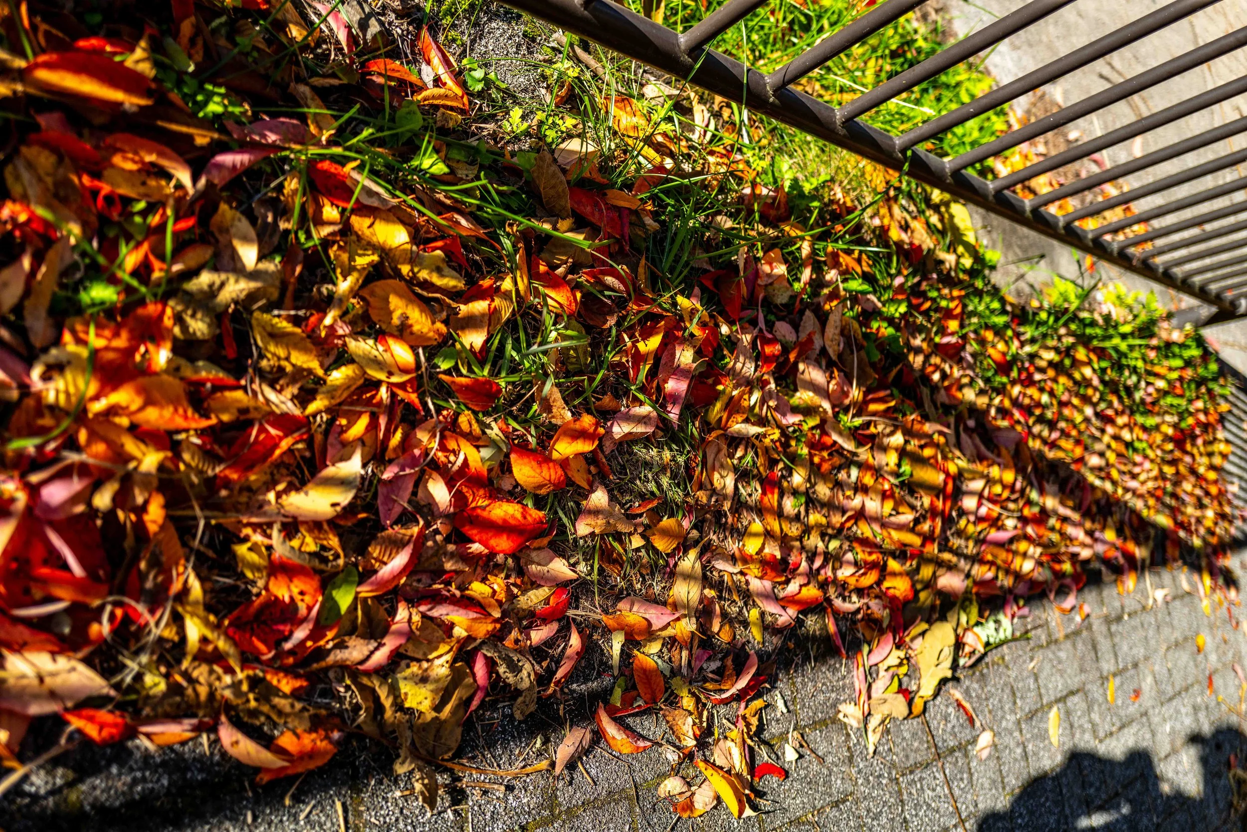 Mt Fuji Lake View 39 Q2.jpg