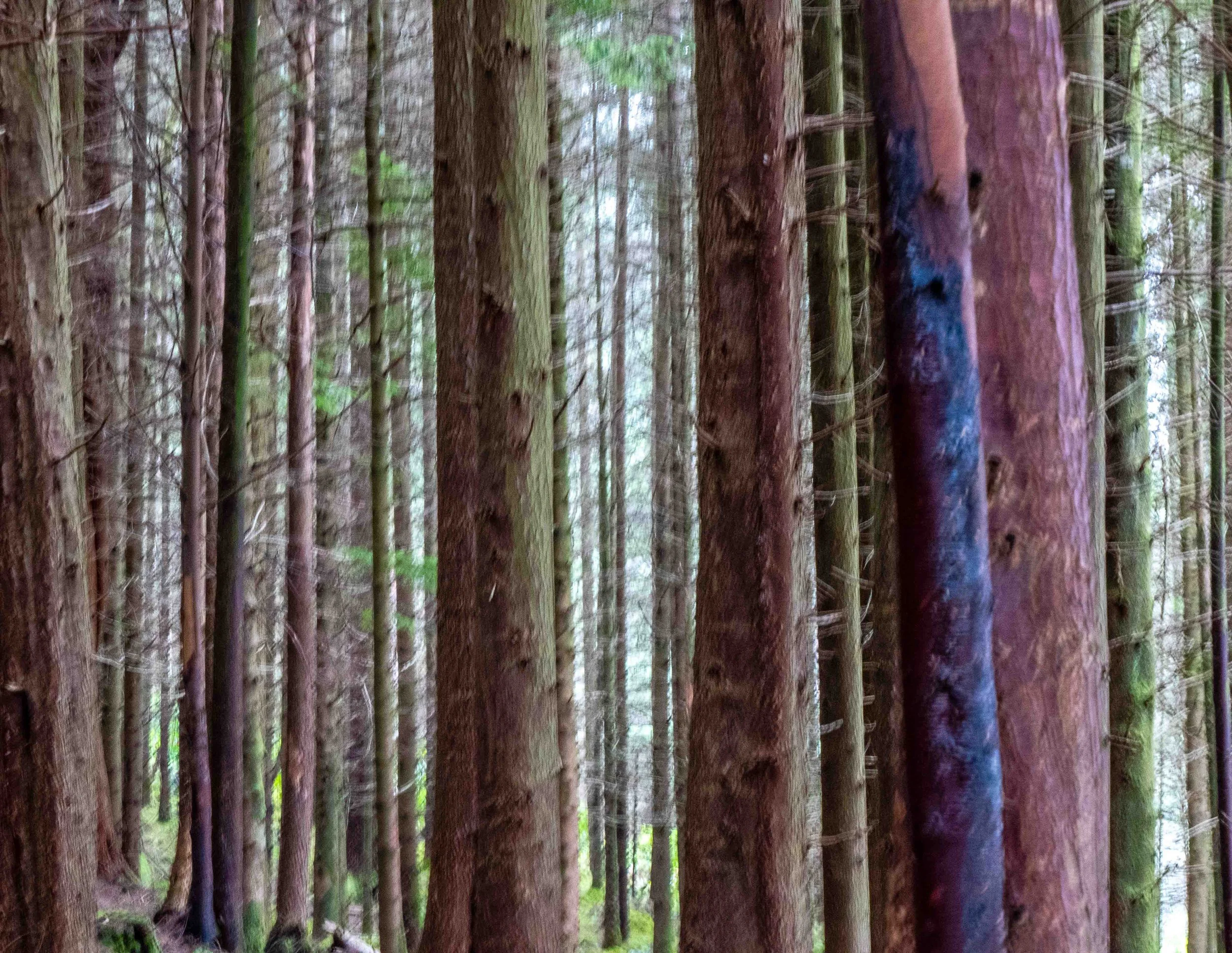 Highlands Dense Forest2  11-24 VL5.jpg