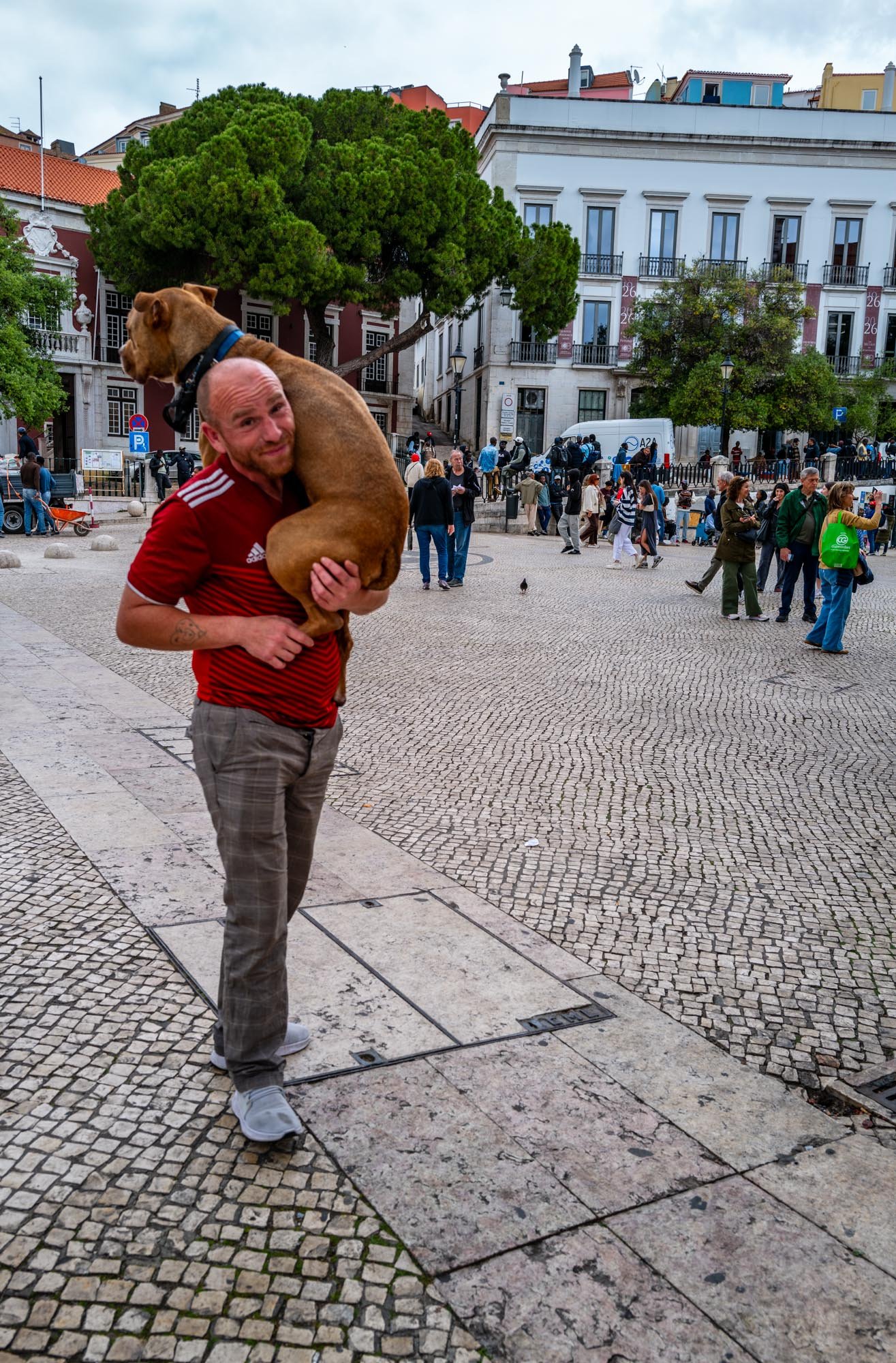 Sintra View 42 dog Q2-1.jpg