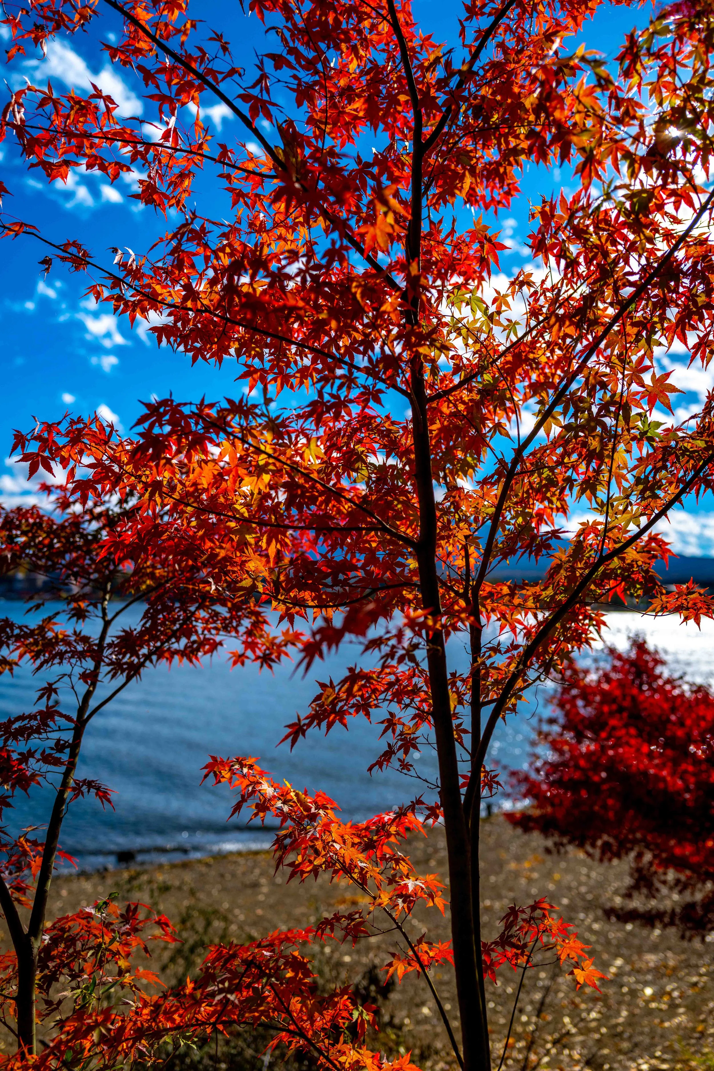 Mt Fuji Lake View 18 Q2.jpg