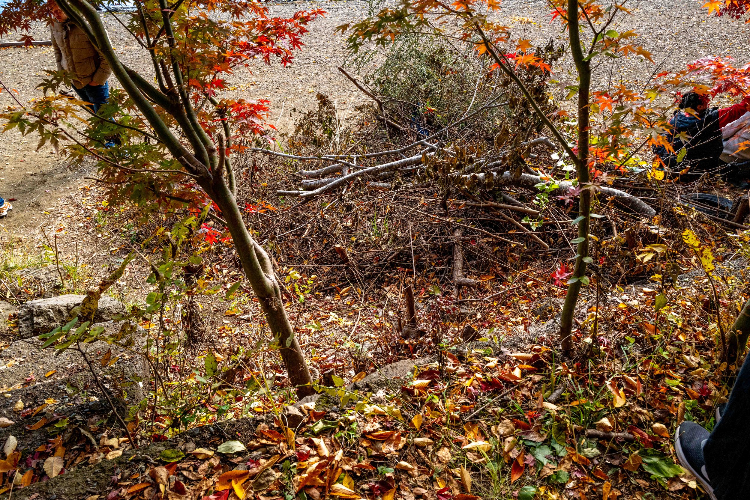 Mt Fuji Lake View 7 Q2.jpg