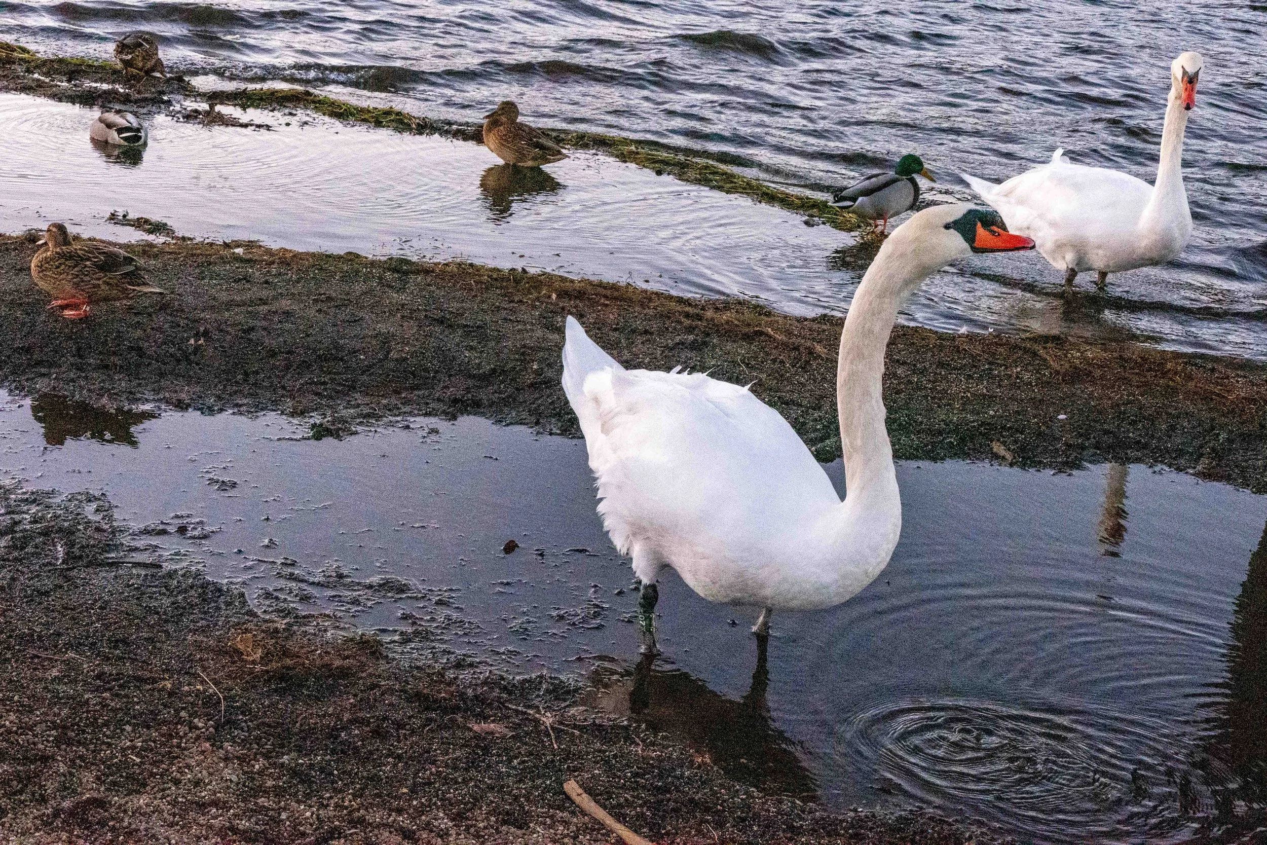 Mount Fuji  10 V-Lux 5.jpg