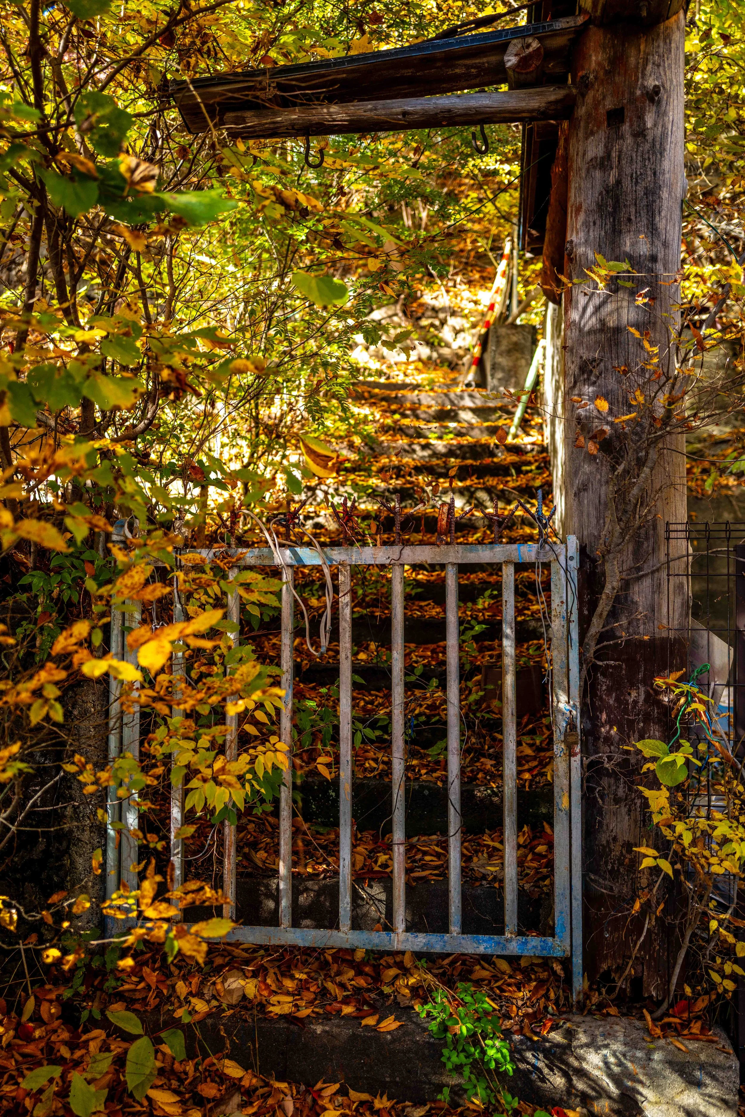 Mt Fuji Lake View 38 Q2.jpg