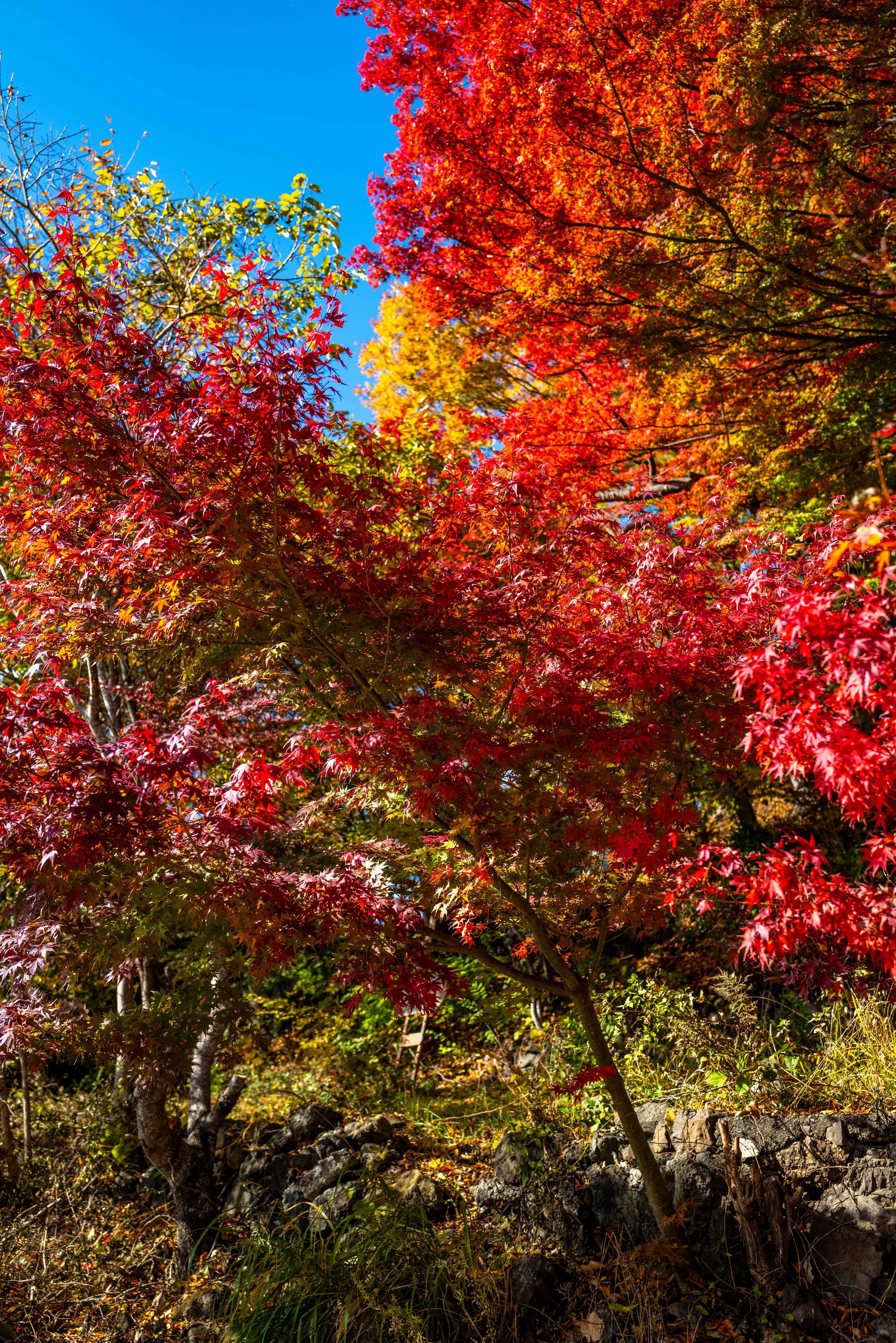 Mt Fuji Lake View 14 Q2.jpg