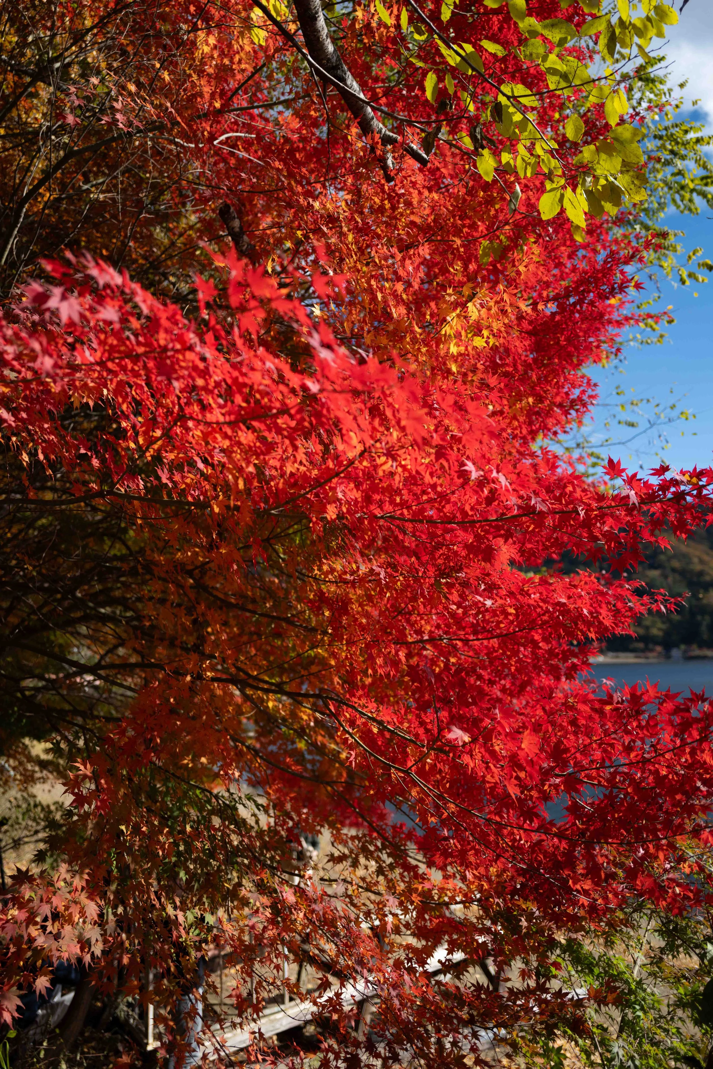 Mt Fuji Lake View 5 Q2.jpg
