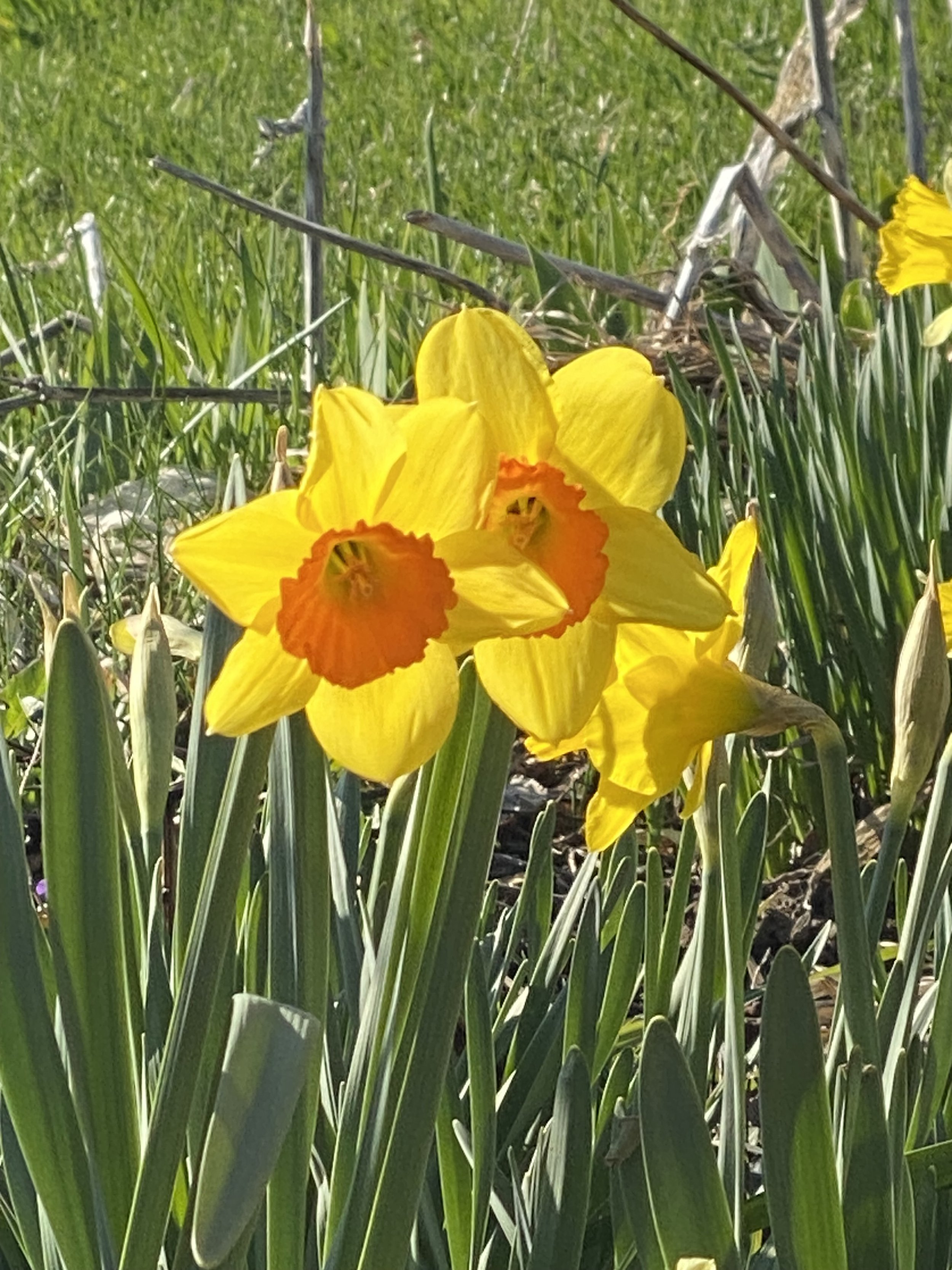 Garden Clean-Up Day